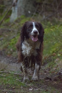 A brown and white dog standing on top of a grass covered field