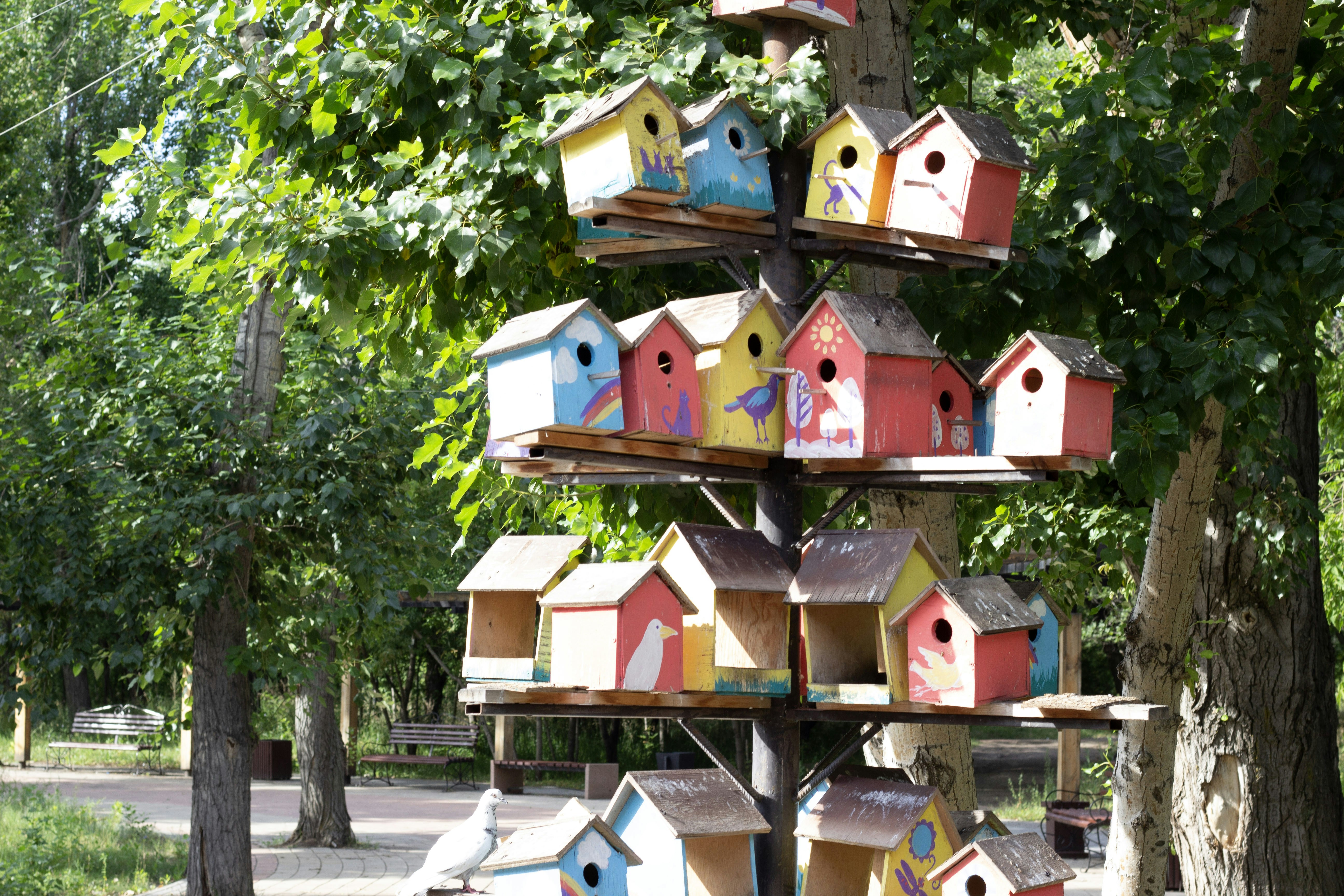 A tree that has a bunch of bird houses on it