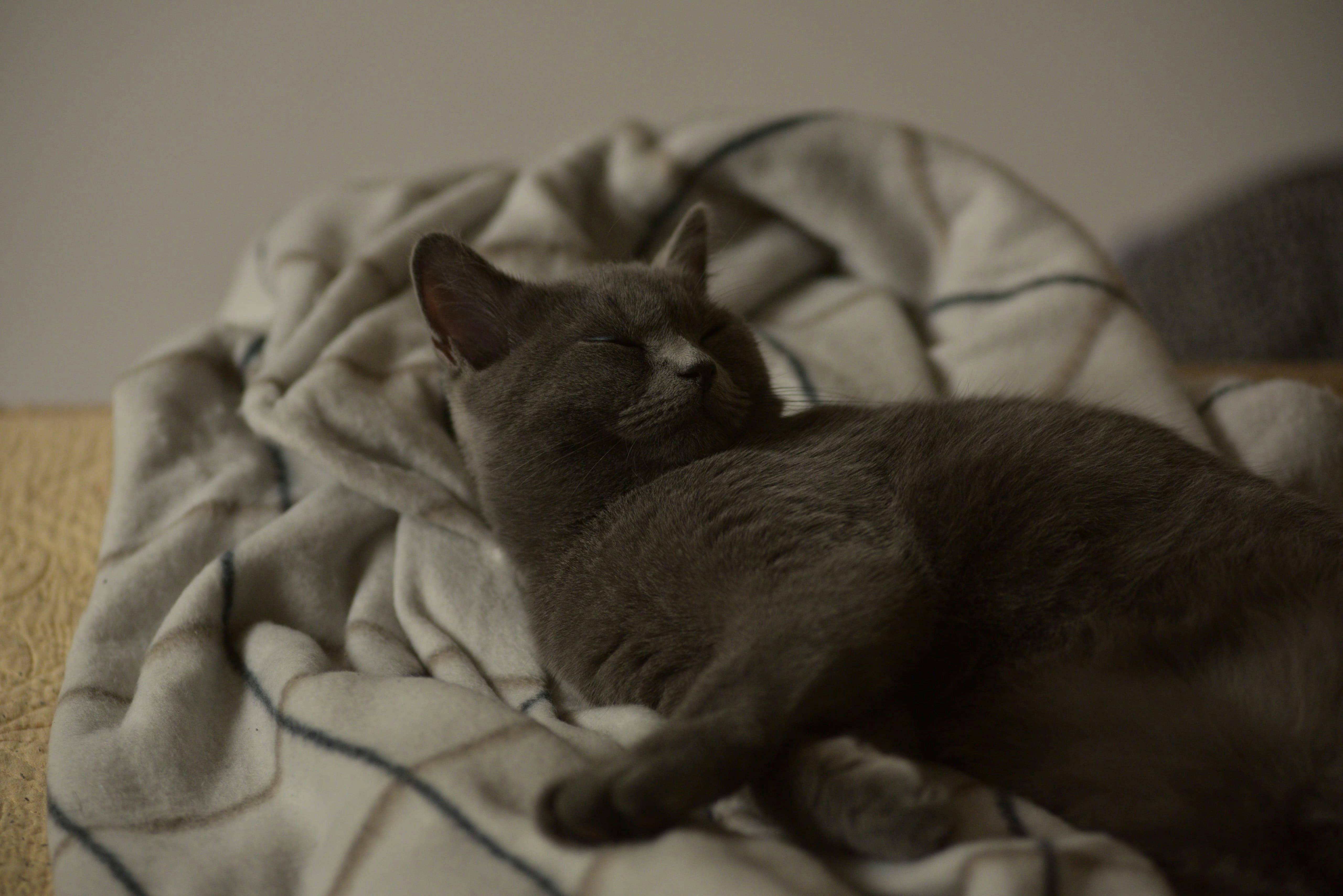 Photo by berlioz_froggy