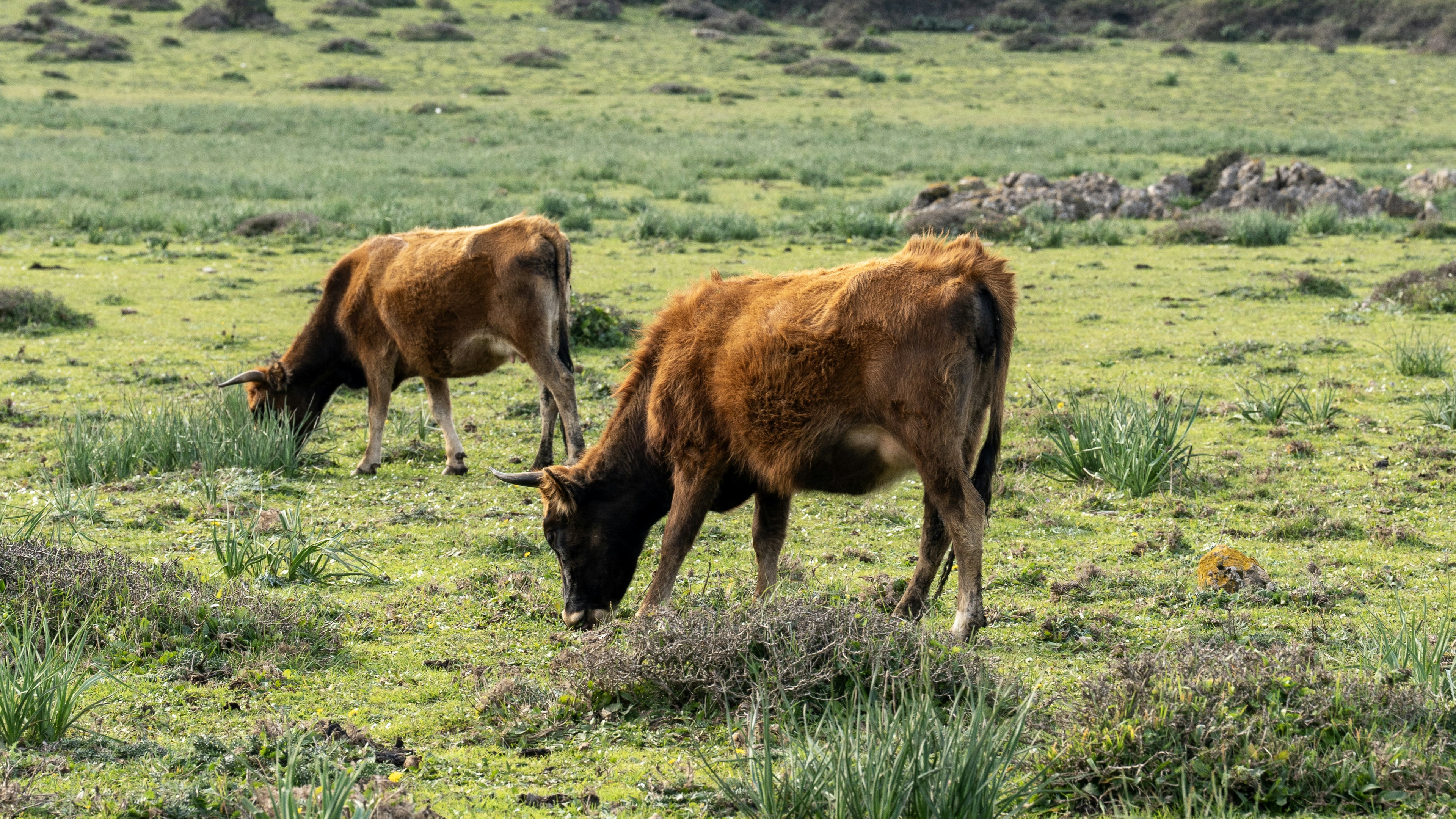 Two brown cows grazing in a green field
