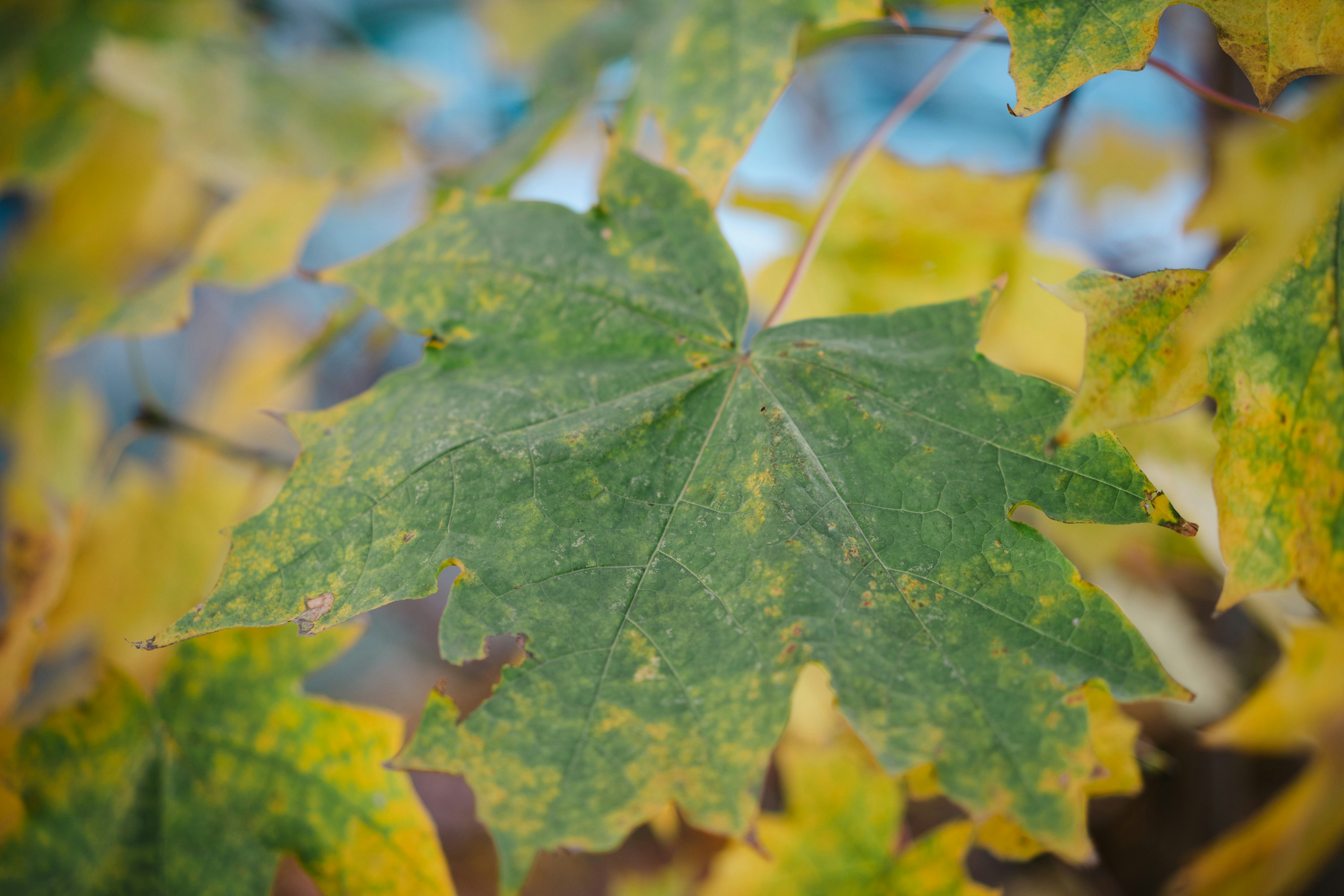 Photo by markuswinkler