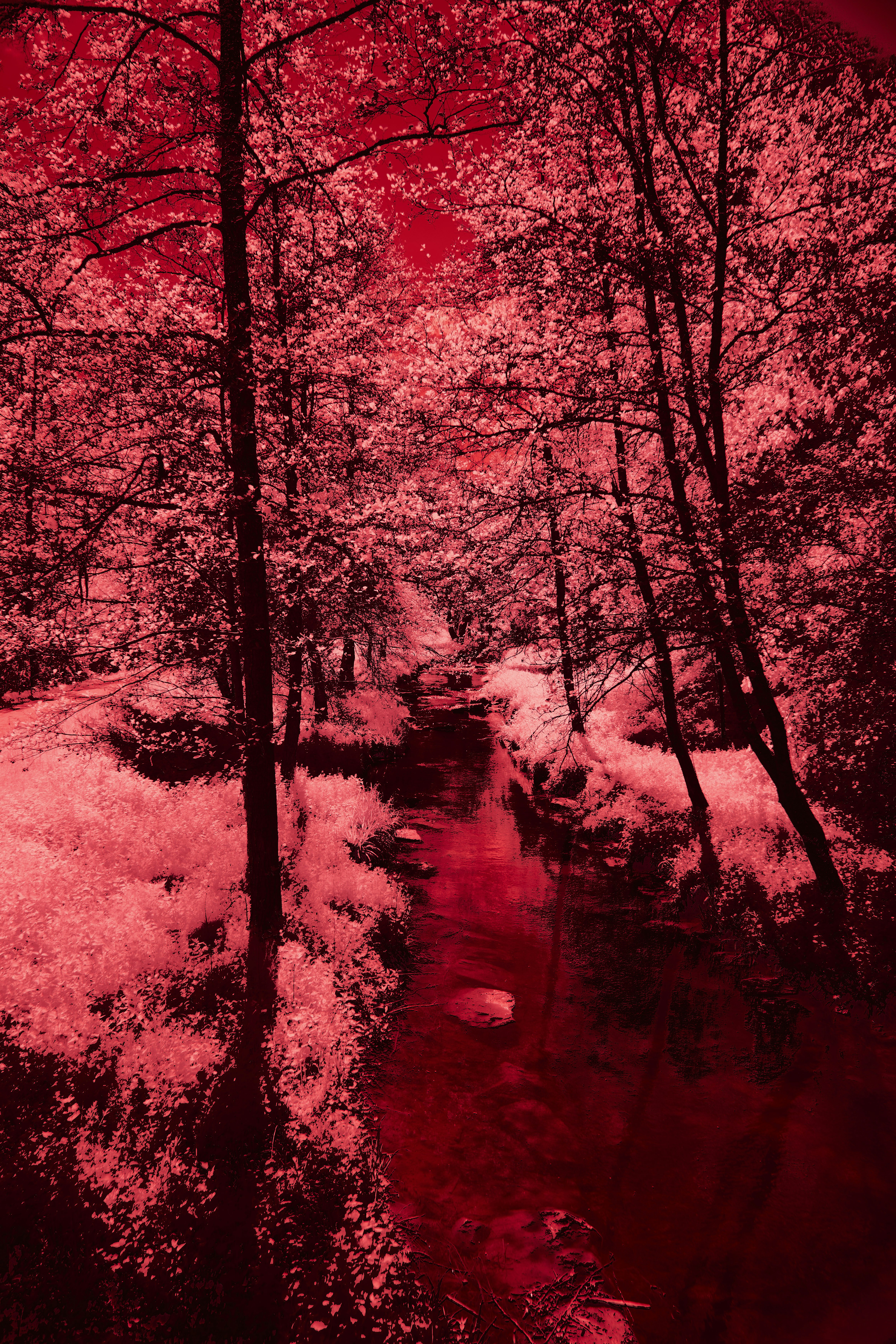 Photo by wolfgang_hasselmann