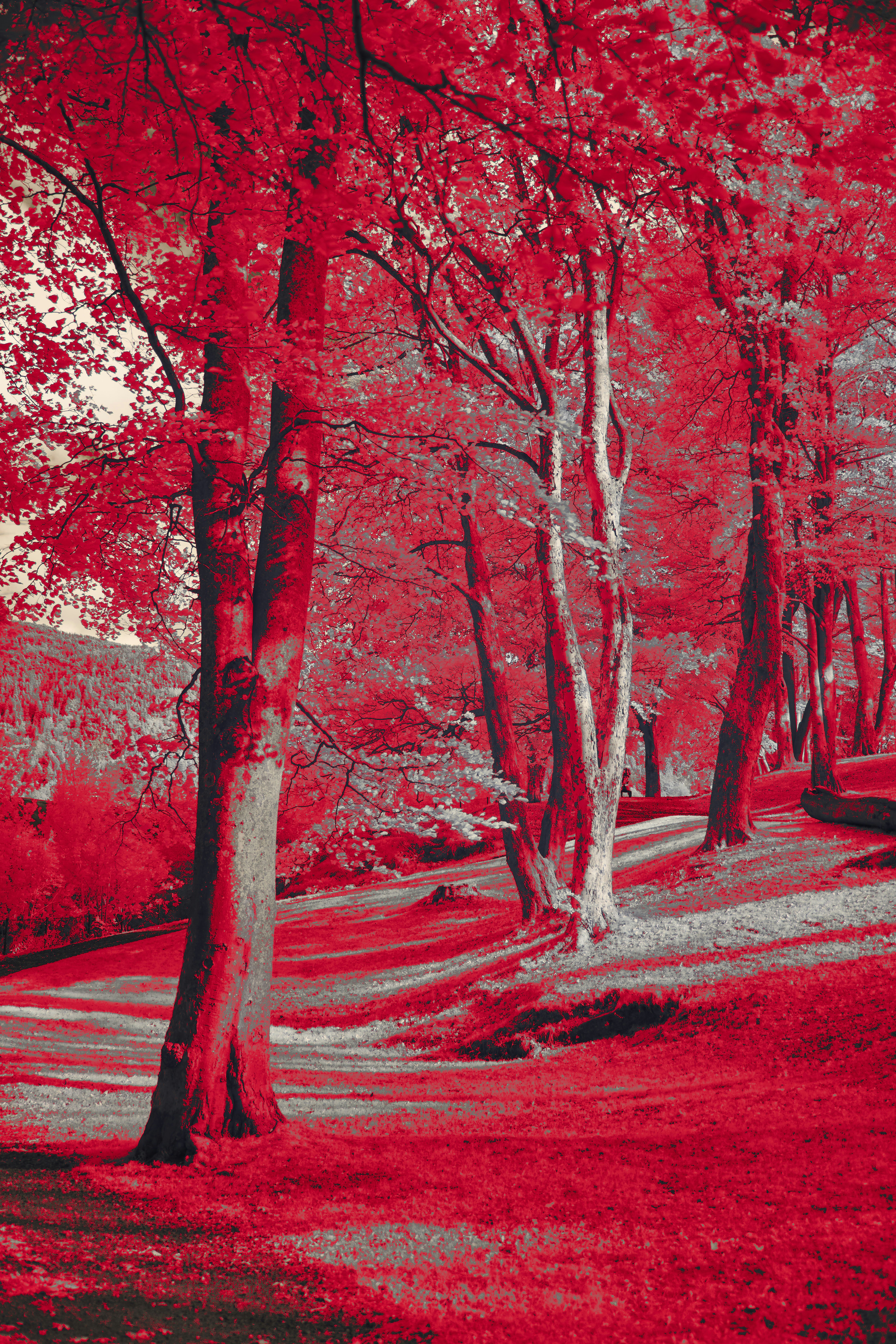 Photo by wolfgang_hasselmann