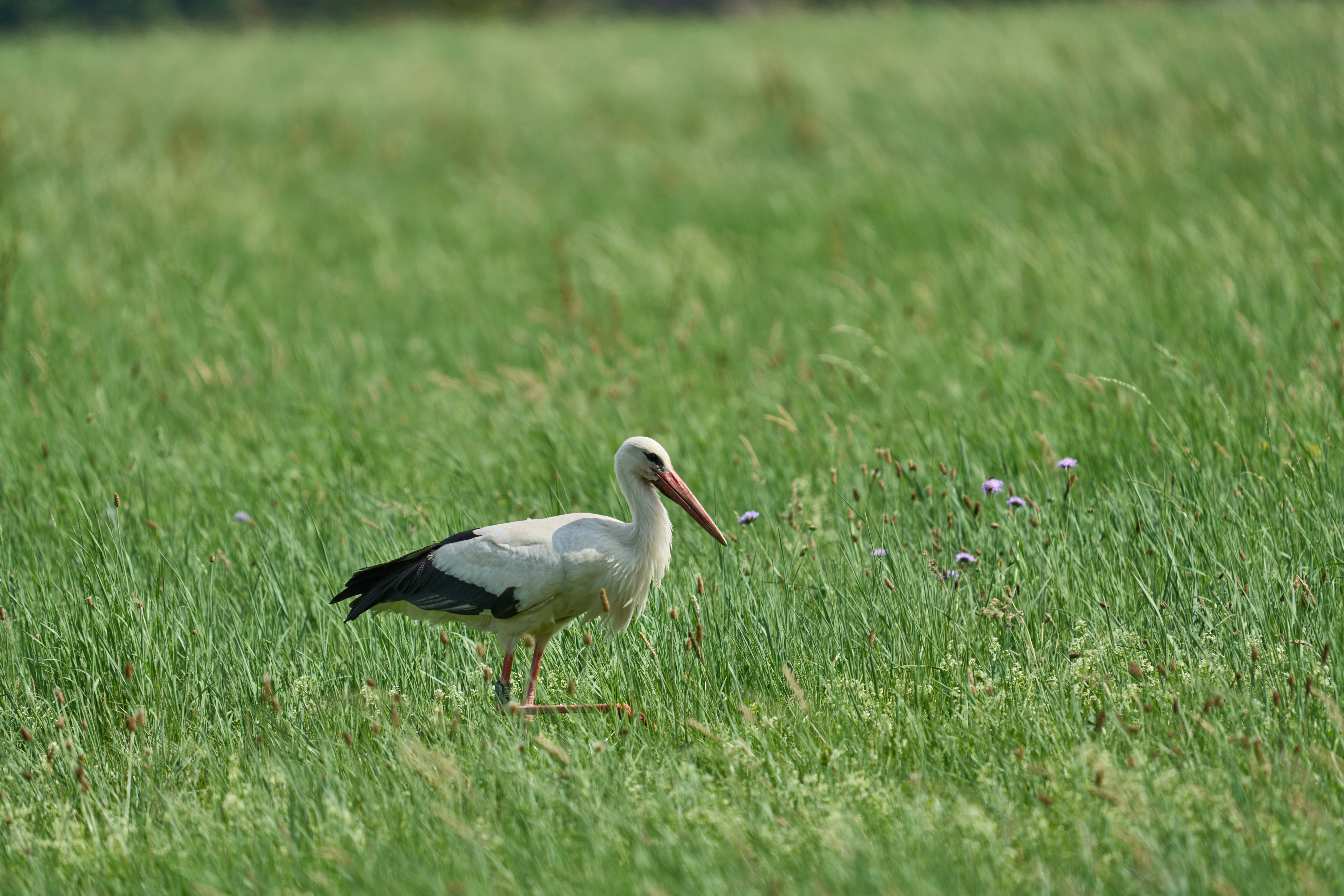 Photo by wolfgang_hasselmann