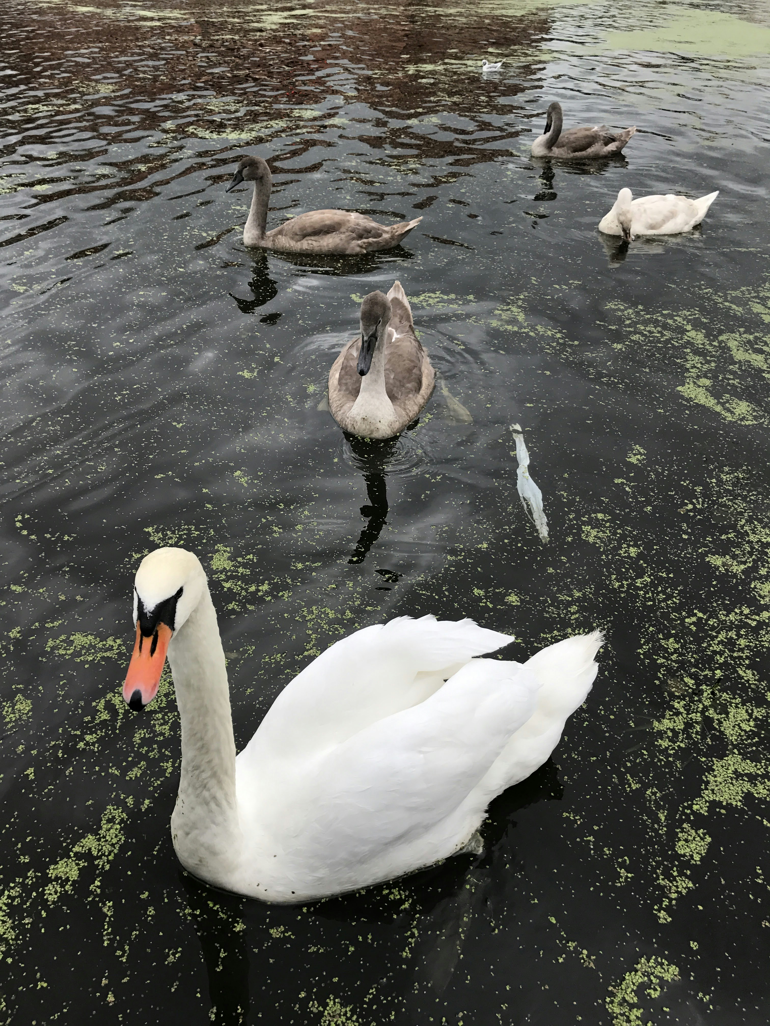 Un groupe de canards et de cygnes nageant dans un étang