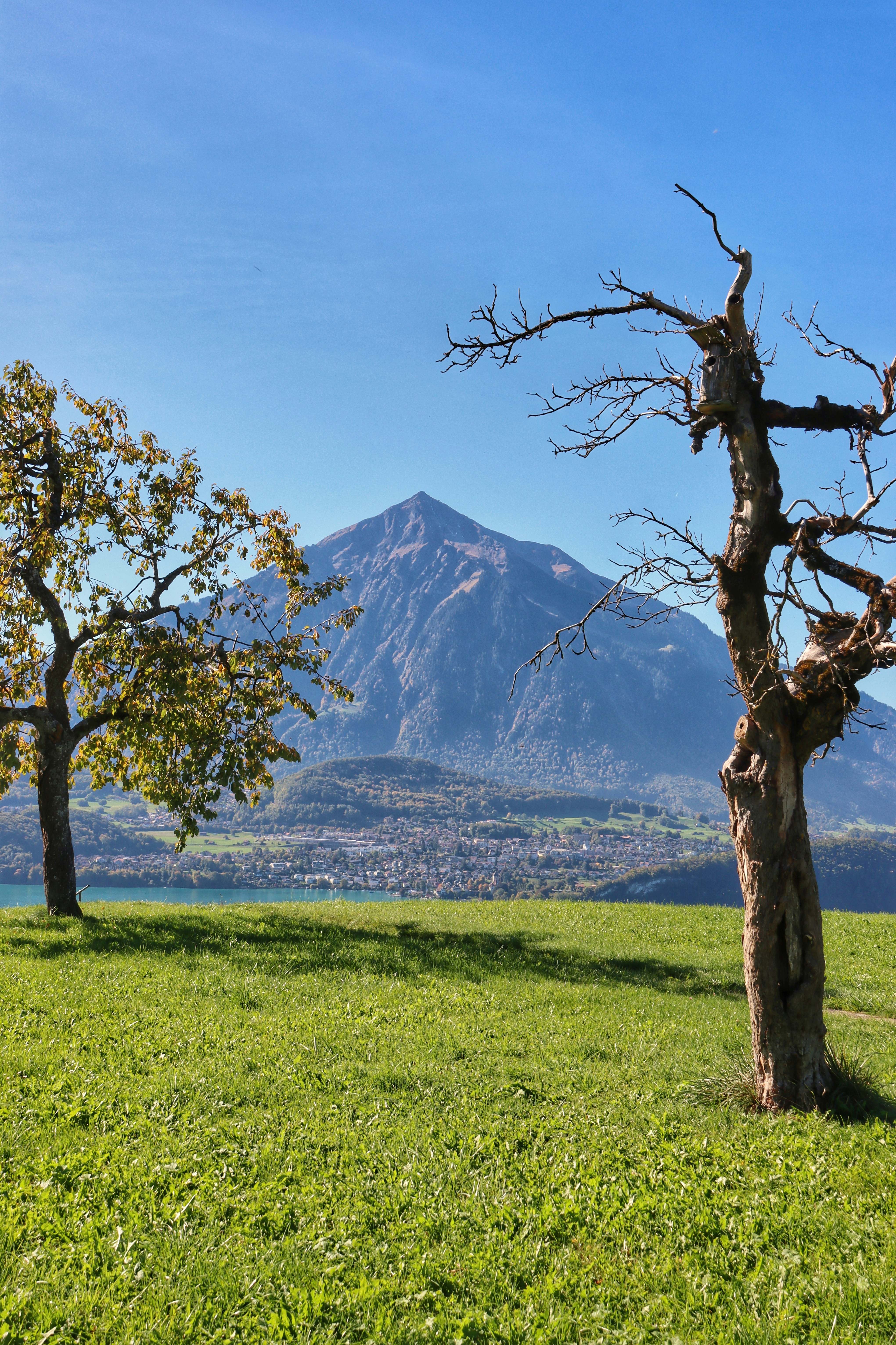 A couple of trees that are in the grass