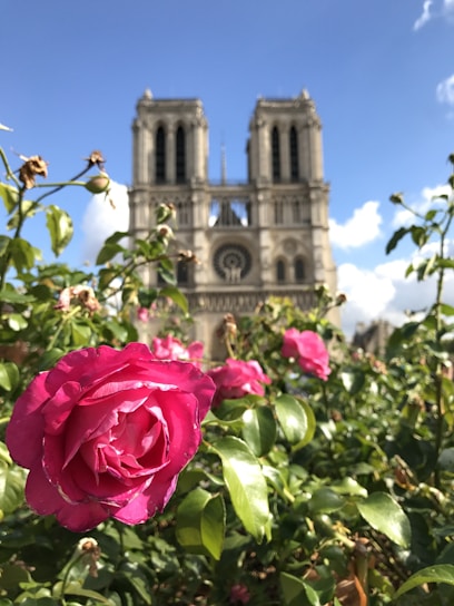 A rose bush with a cathedral in the background