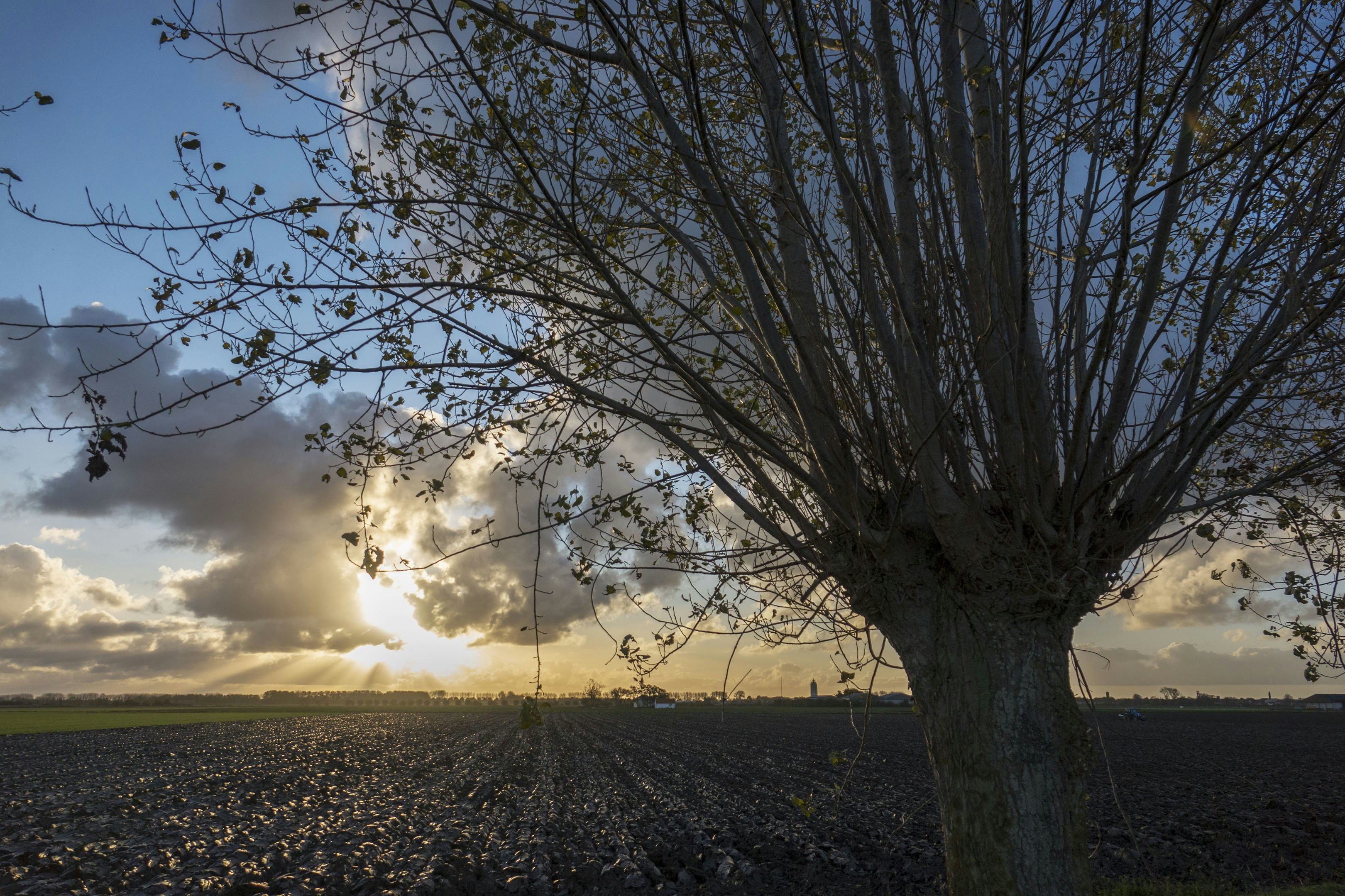 A tree in the middle of a field