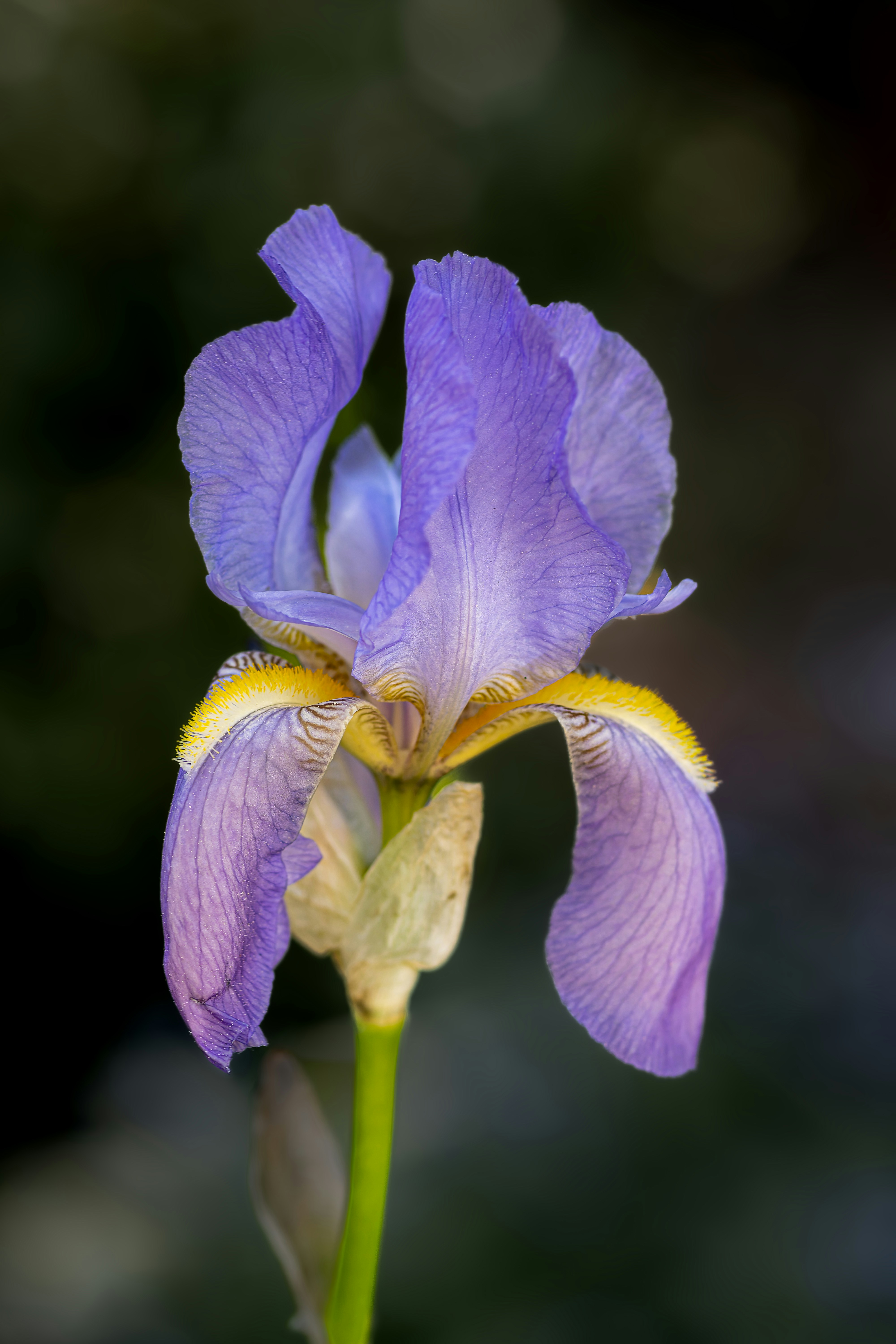 Photo by siegfriedpoepperl