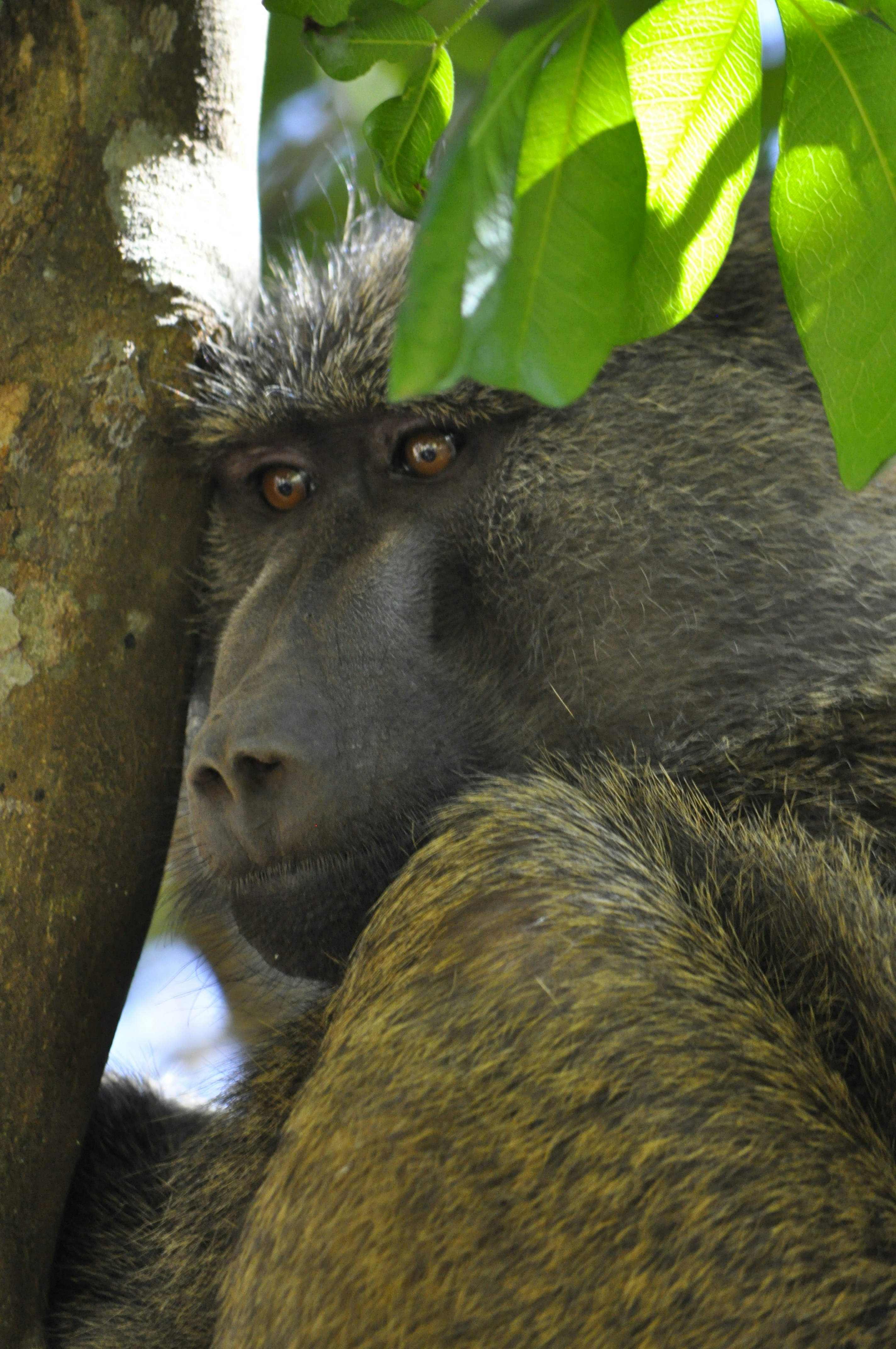 Nairobi – Day Trips & Surroundings