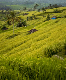 A lush green hillside covered in lots of grass