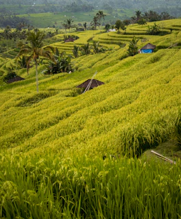 A lush green hillside covered in lots of grass
