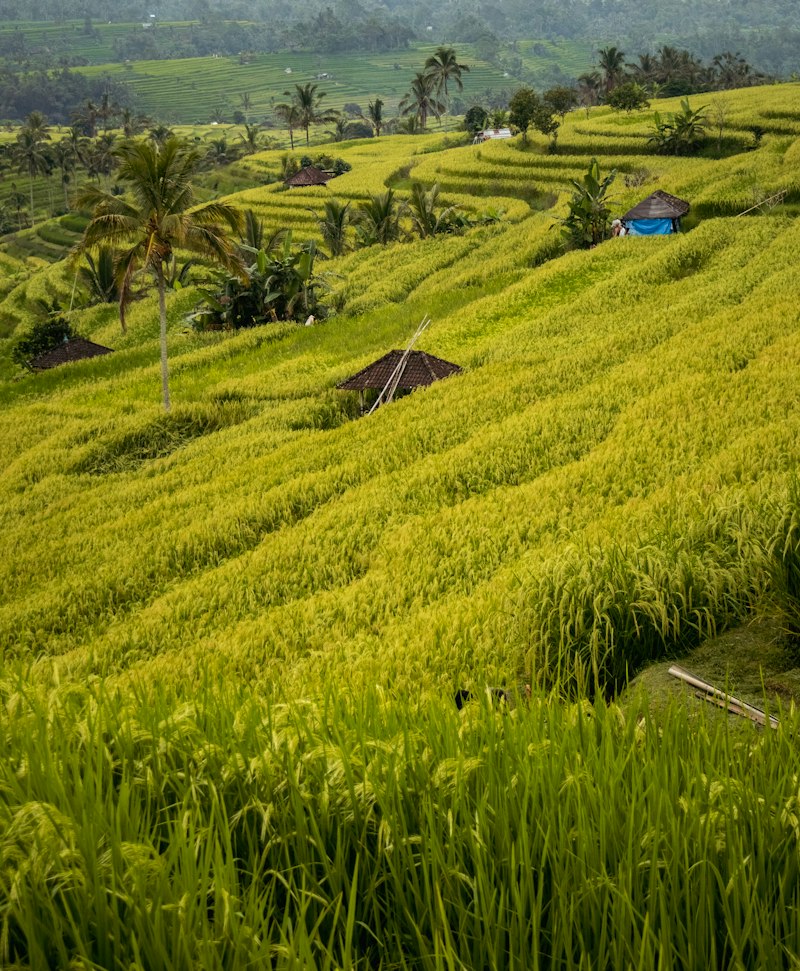 Asia Explorer