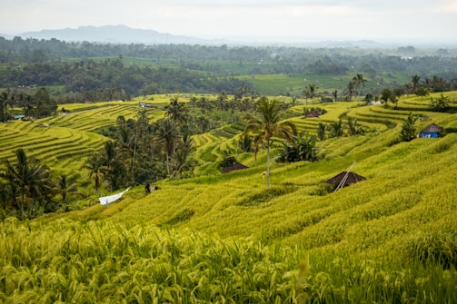 A lush green hillside covered in lots of trees