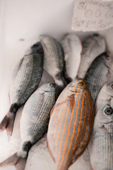 A bunch of fish that are in a box