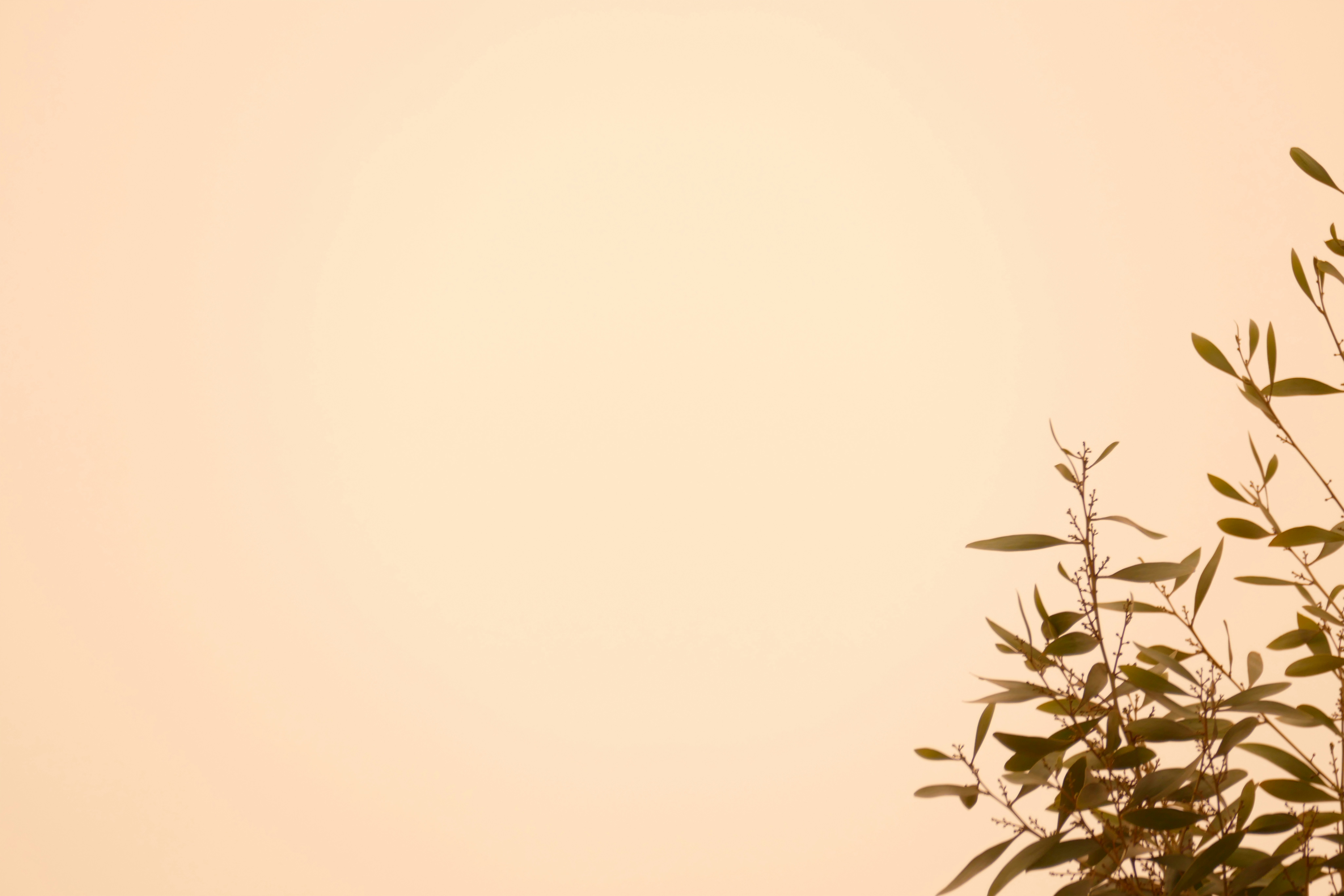 A bird flying in the sky over a tree