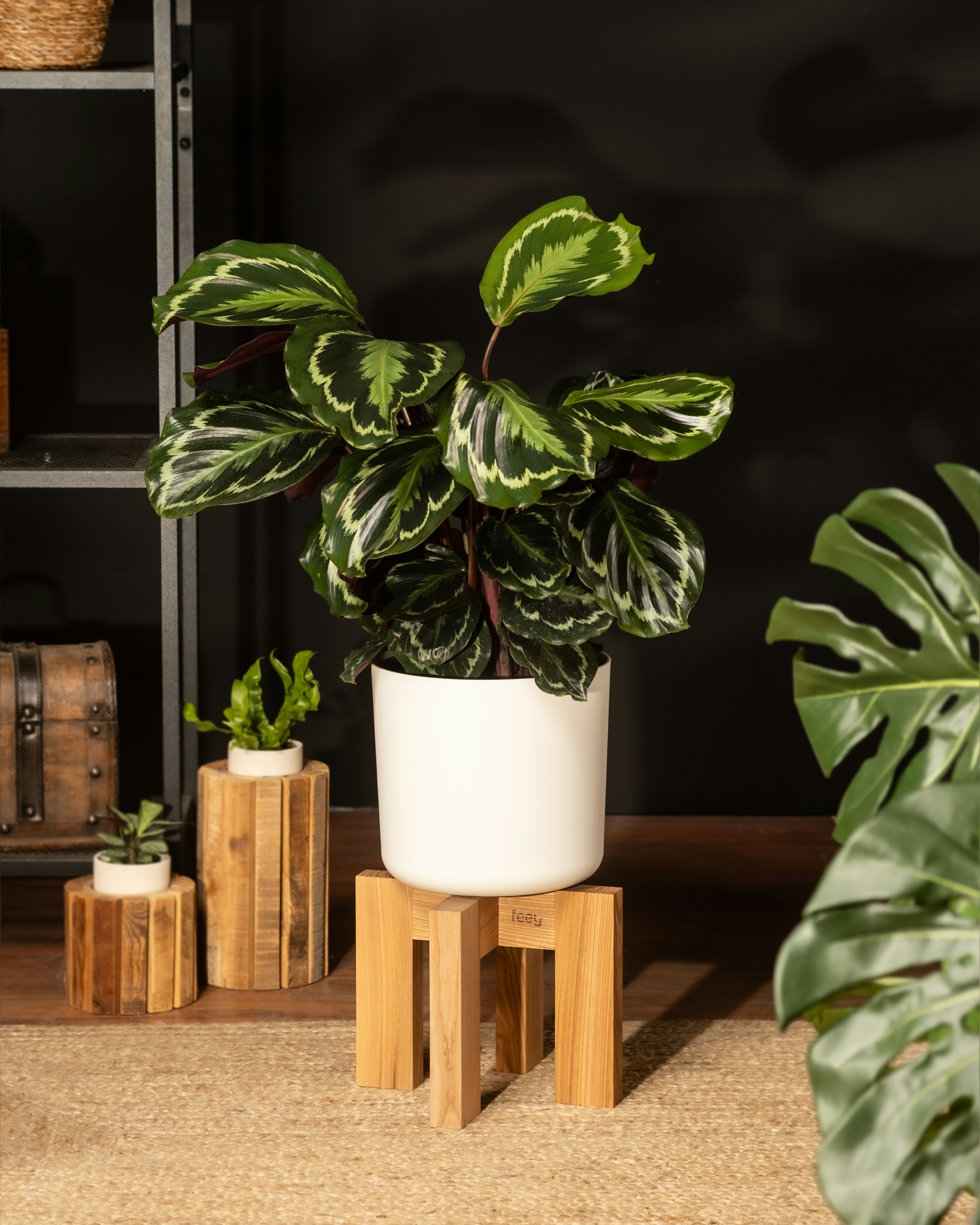 Photo by feeypflanzen