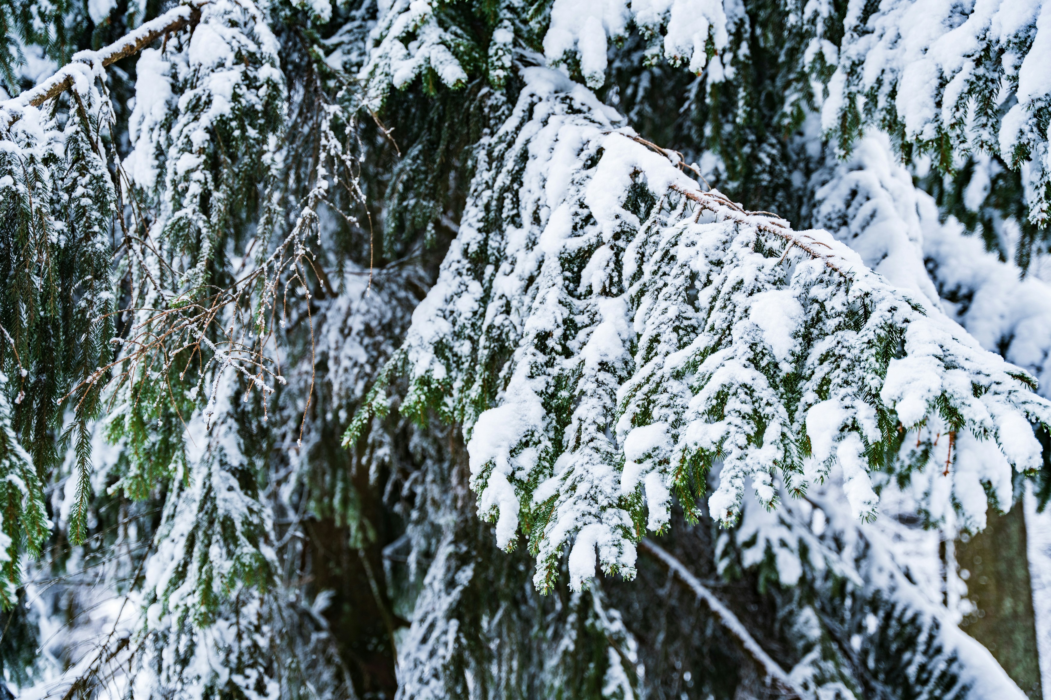 Photo by masoodaslami