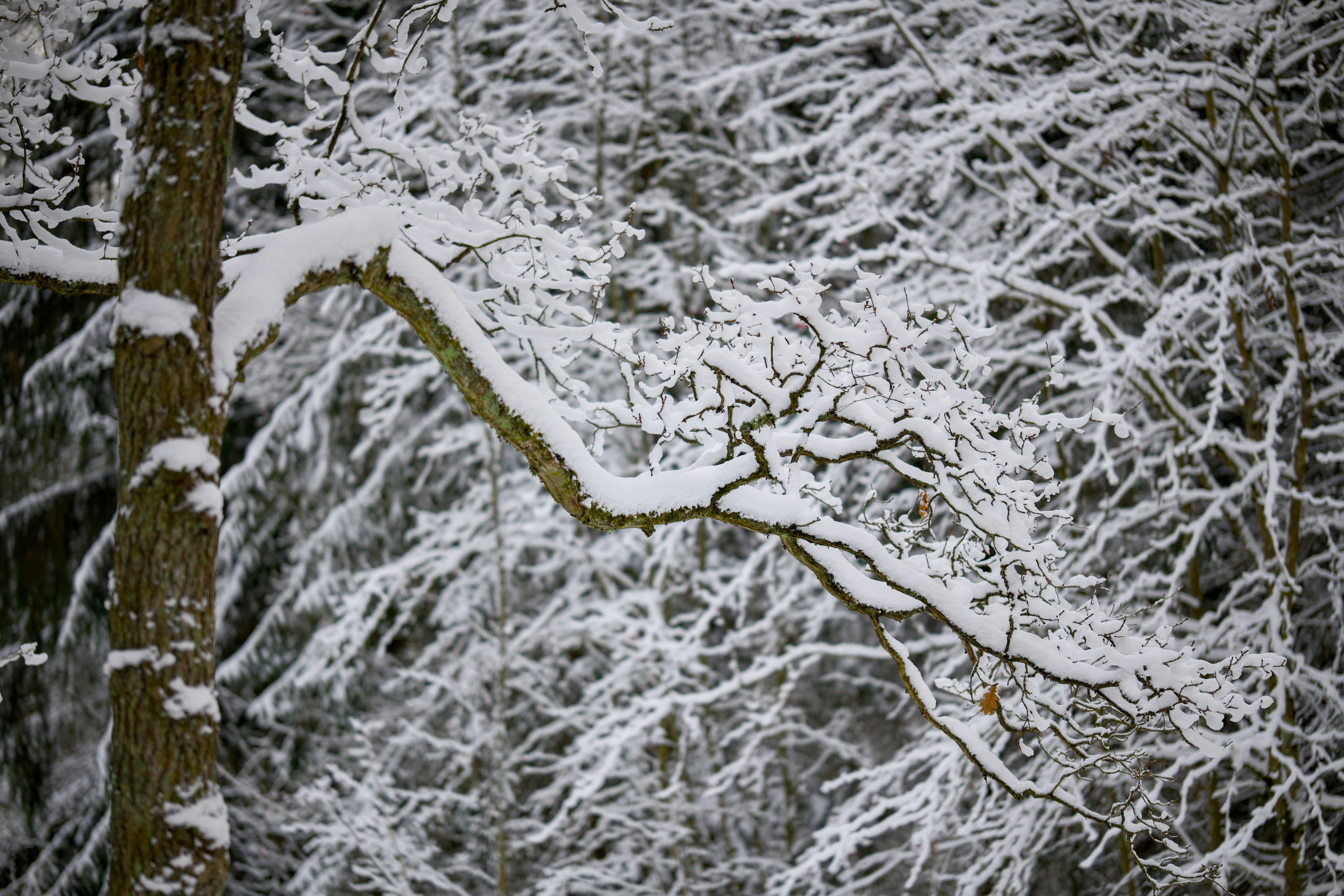 A snow covered tree branch in a forest photo – Free Plant Image on Unsplash