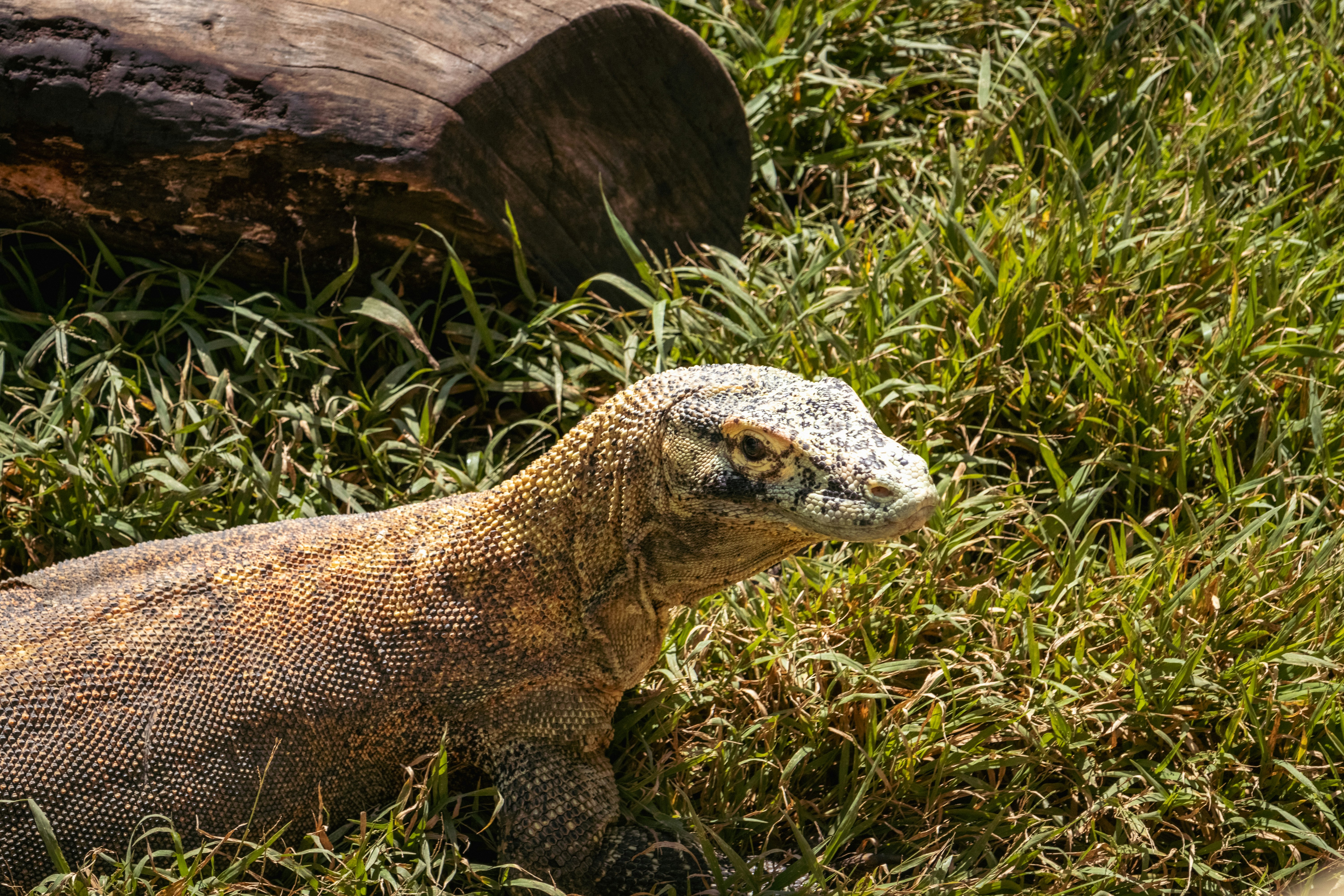 Nahaufnahme eines kleinen Tieres im Gras