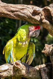 A green and yellow parrot perched on a tree branch