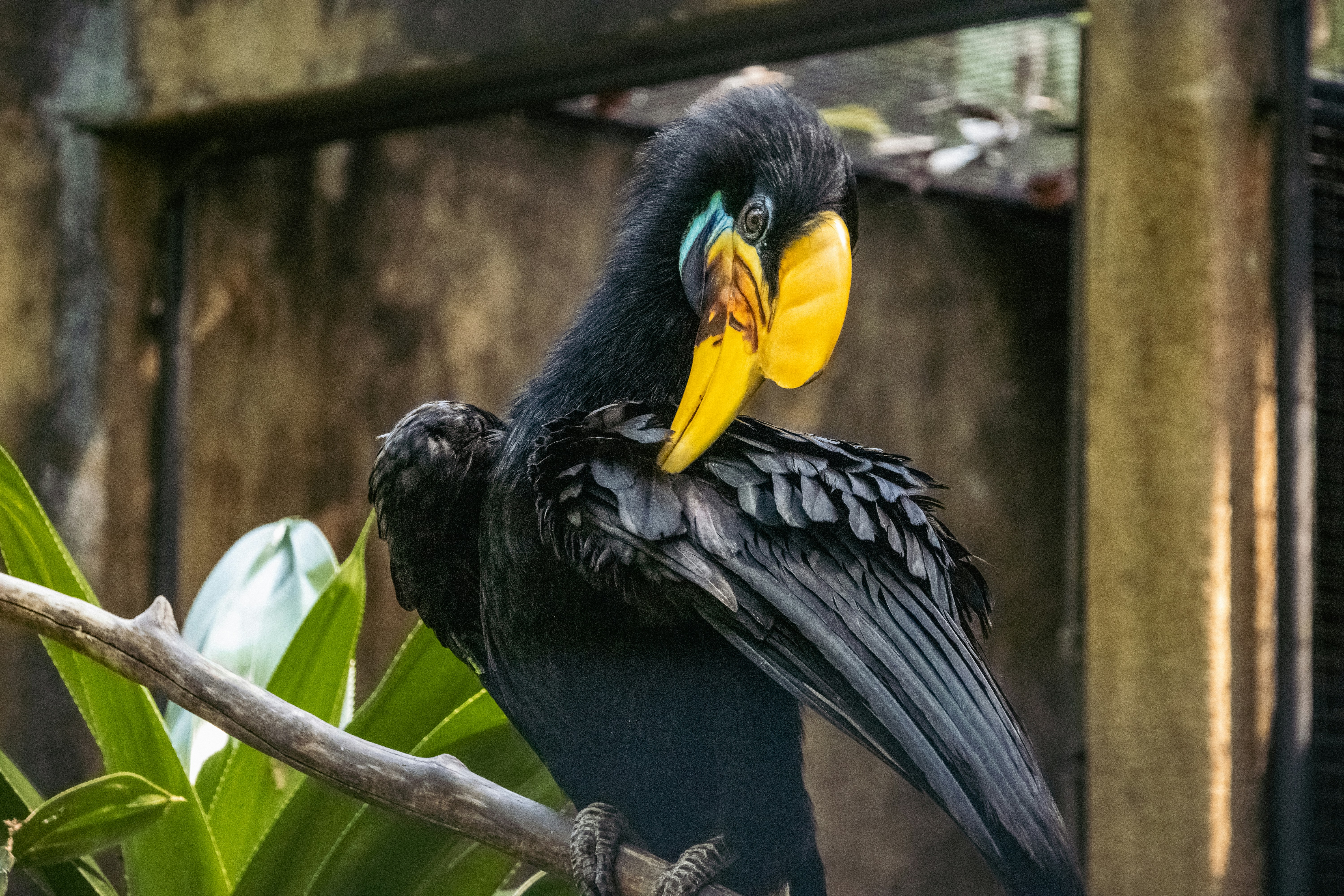 A black bird with a yellow beak sitting on a branch photo – Free Animal  Image on Unsplash, image size:3000x2000