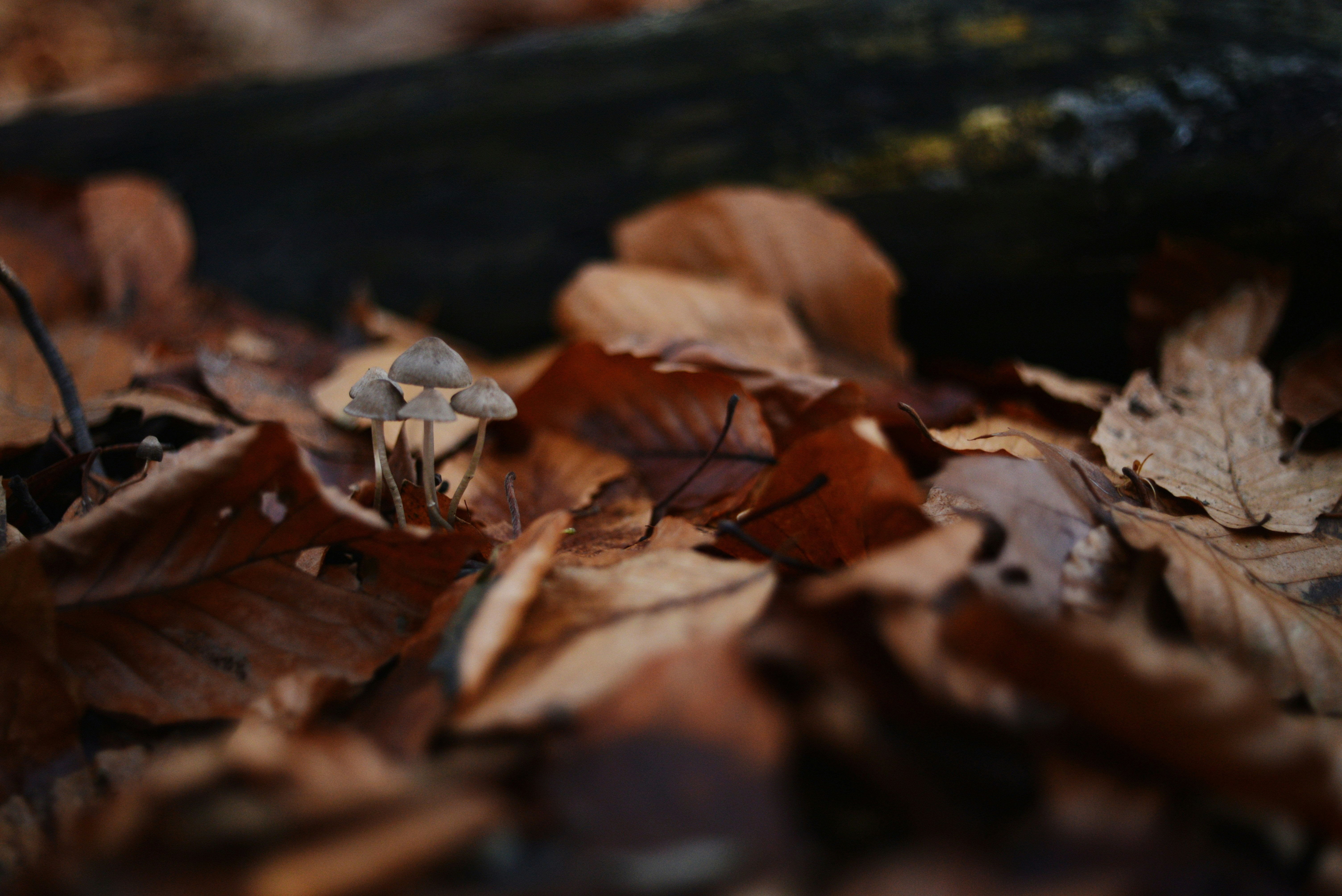 Photo by cherstve_pechivo