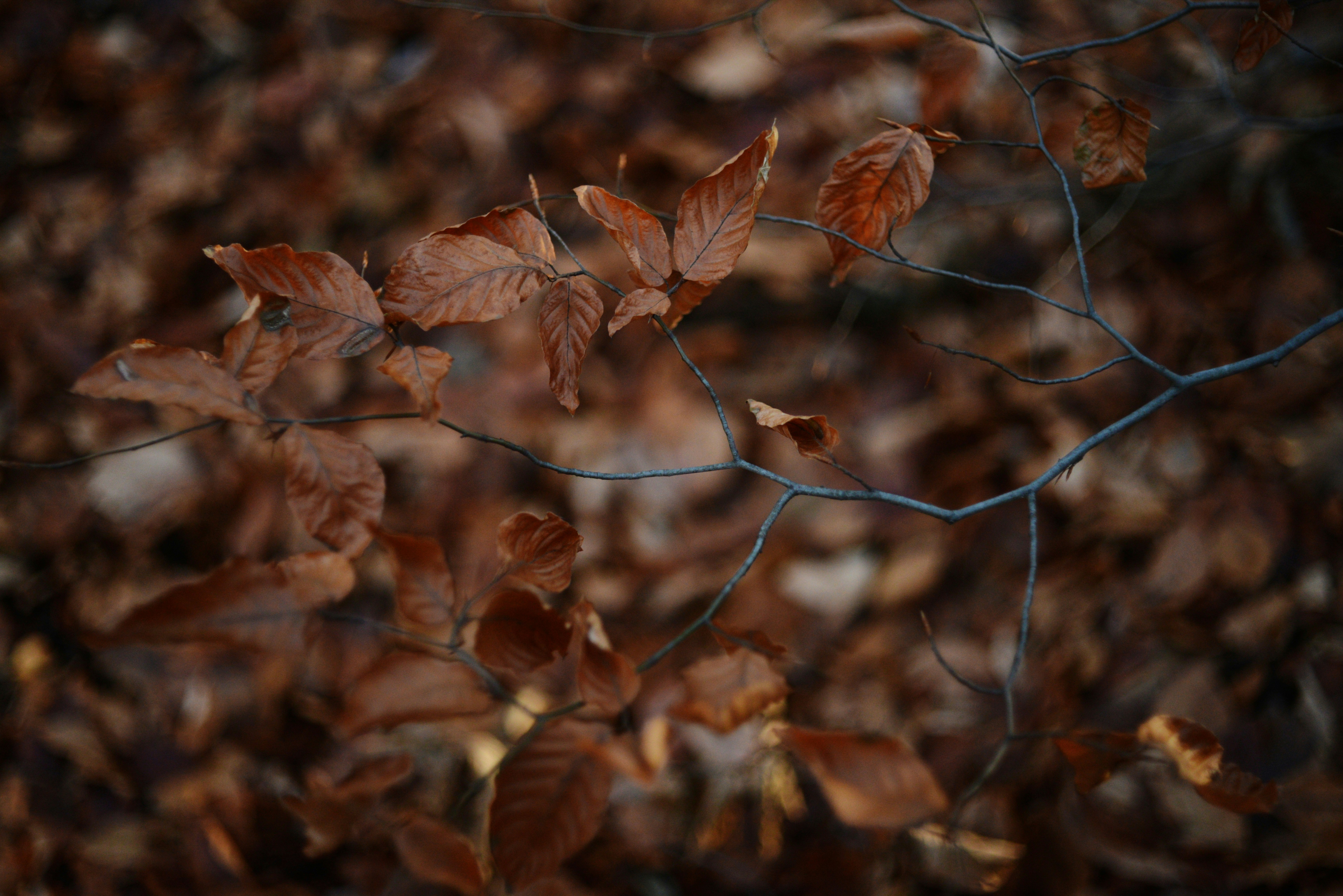 Photo by cherstve_pechivo