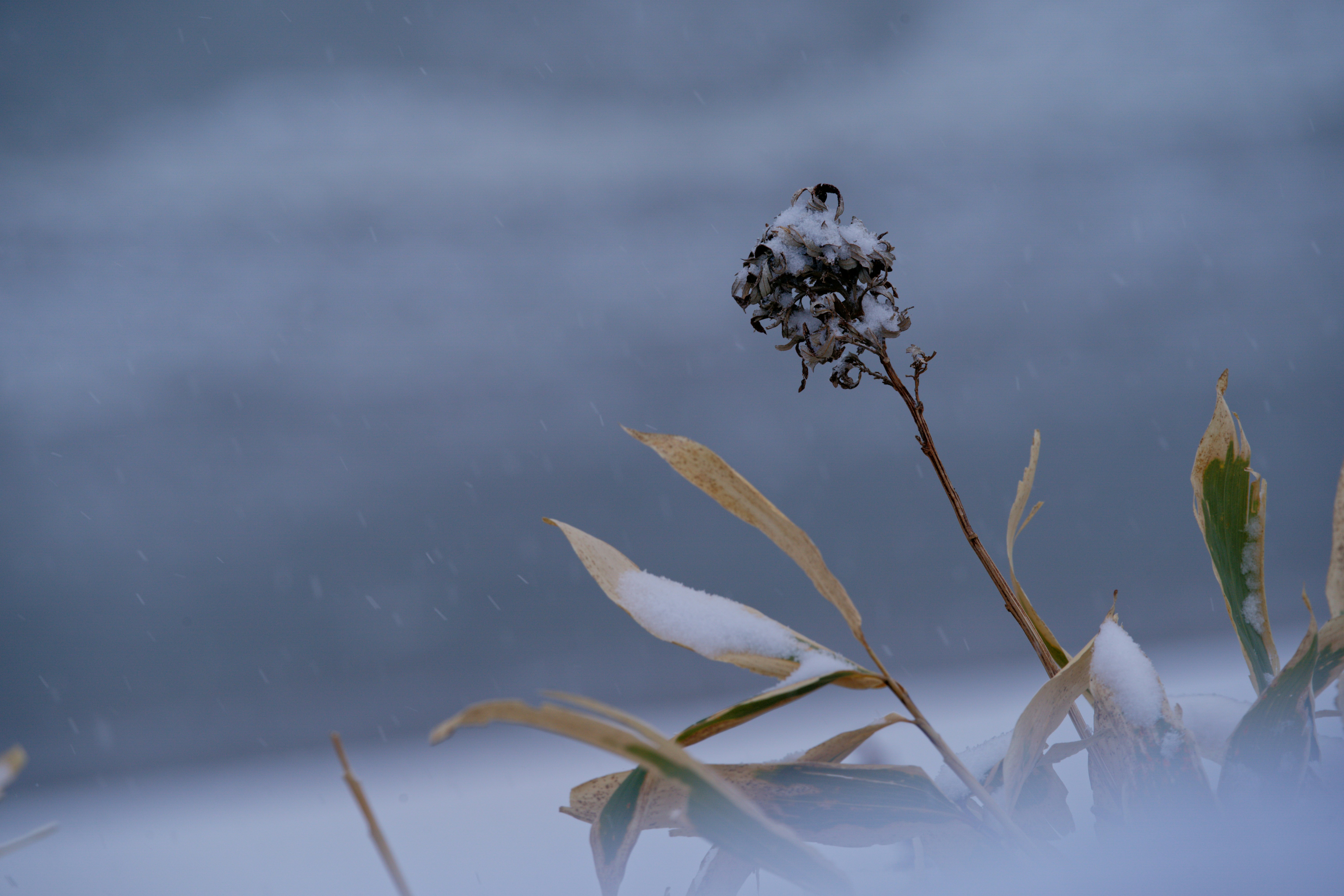 Photo by da_shika_photo