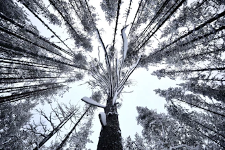A person standing in the middle of a forest