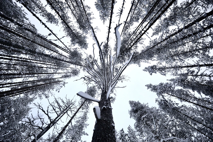 Snow-covered forest trail near Rovaniemi