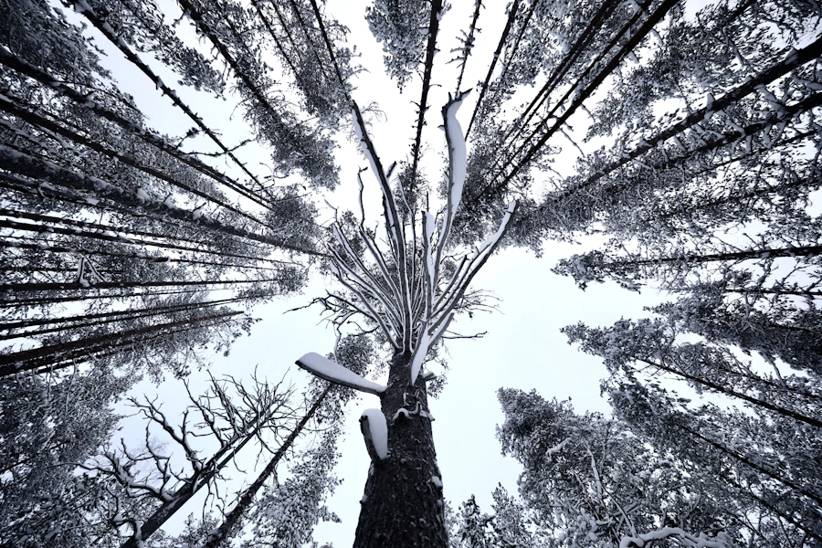 Snow-covered forest trail near Rovaniemi
