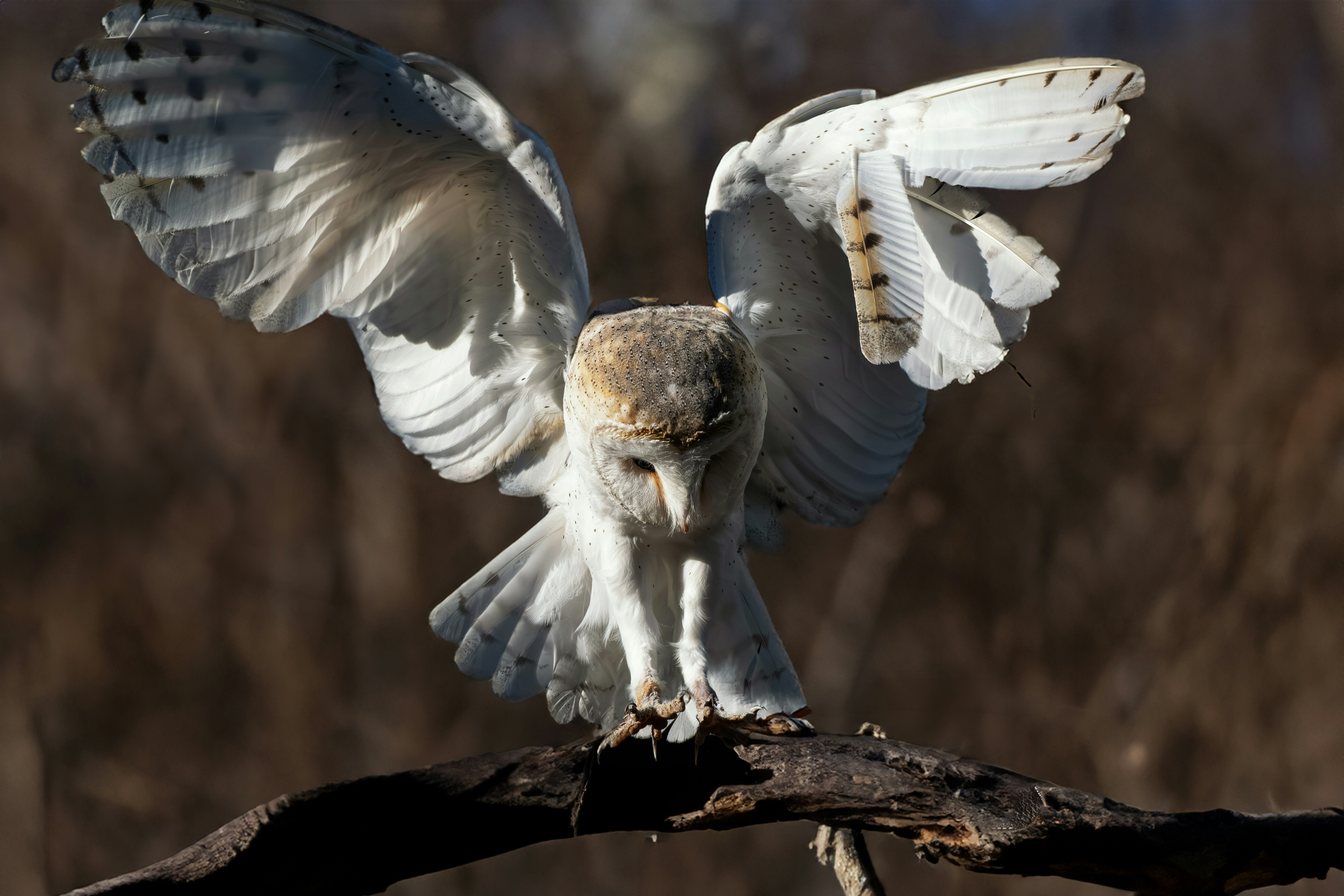 Photo by philrobson100