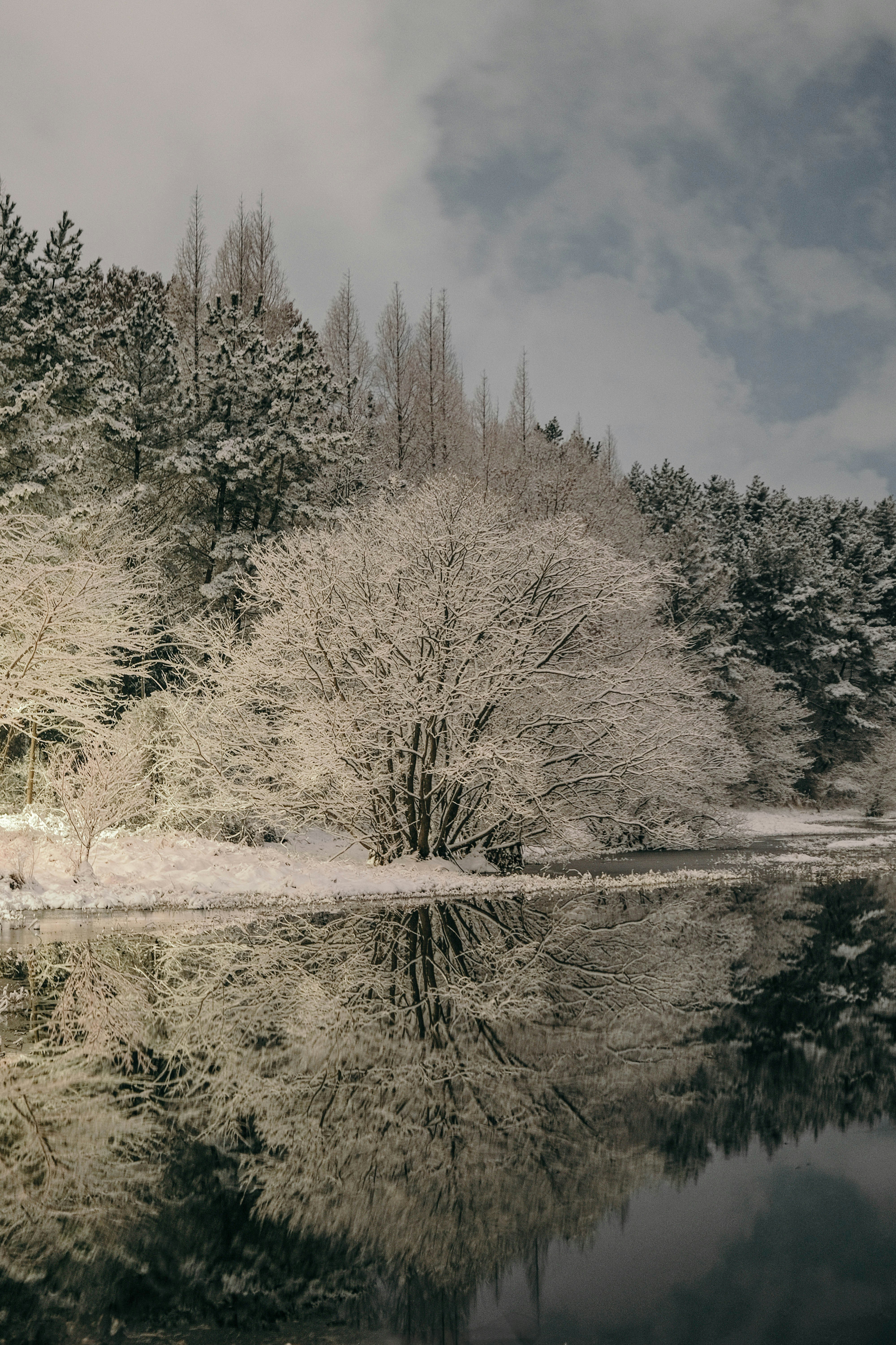 雪に覆われた木々に囲まれた湖