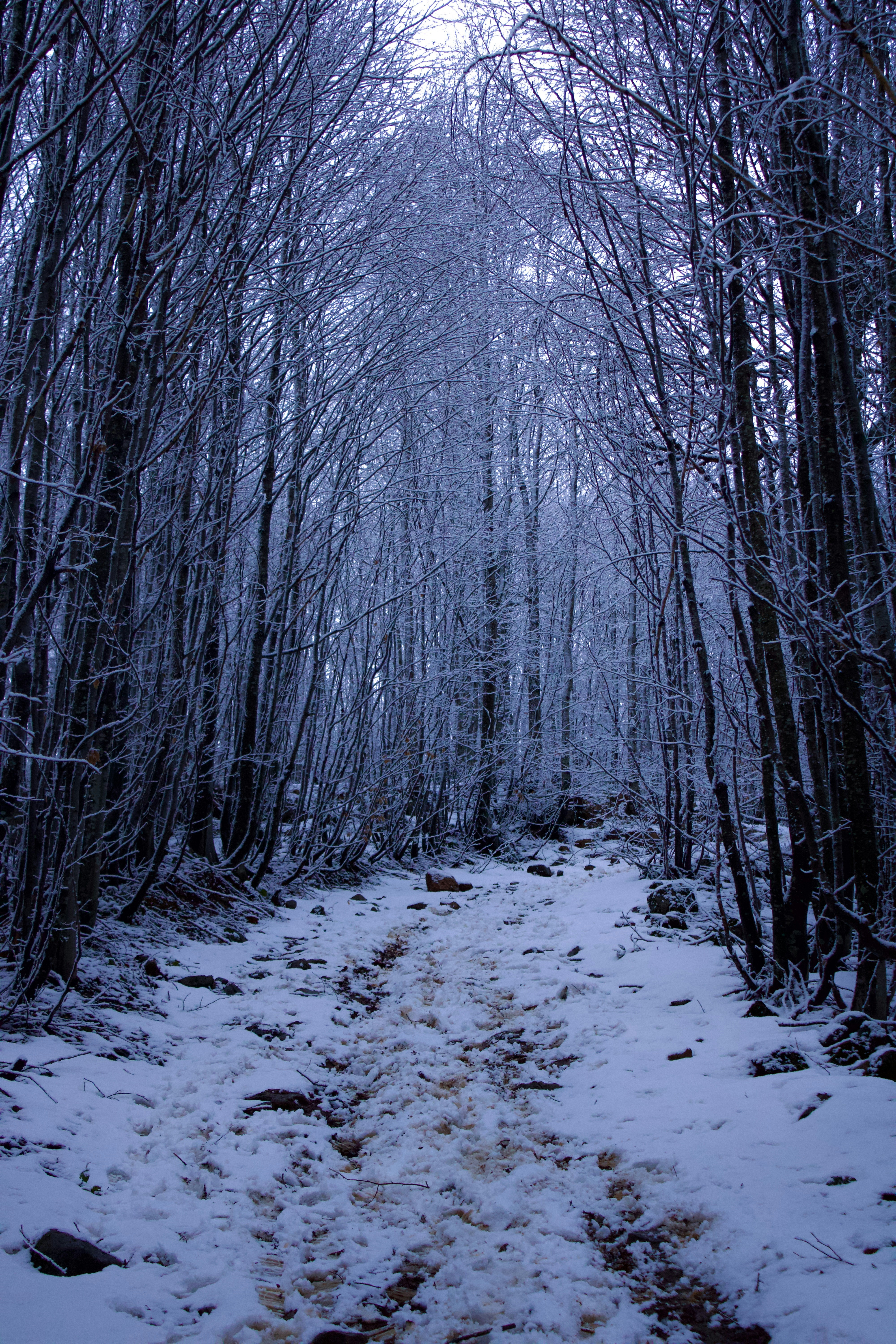 holiday wallpaper cozy, wallpaper, Quick Holiday Crafts for Adults: Festive Fun! 6