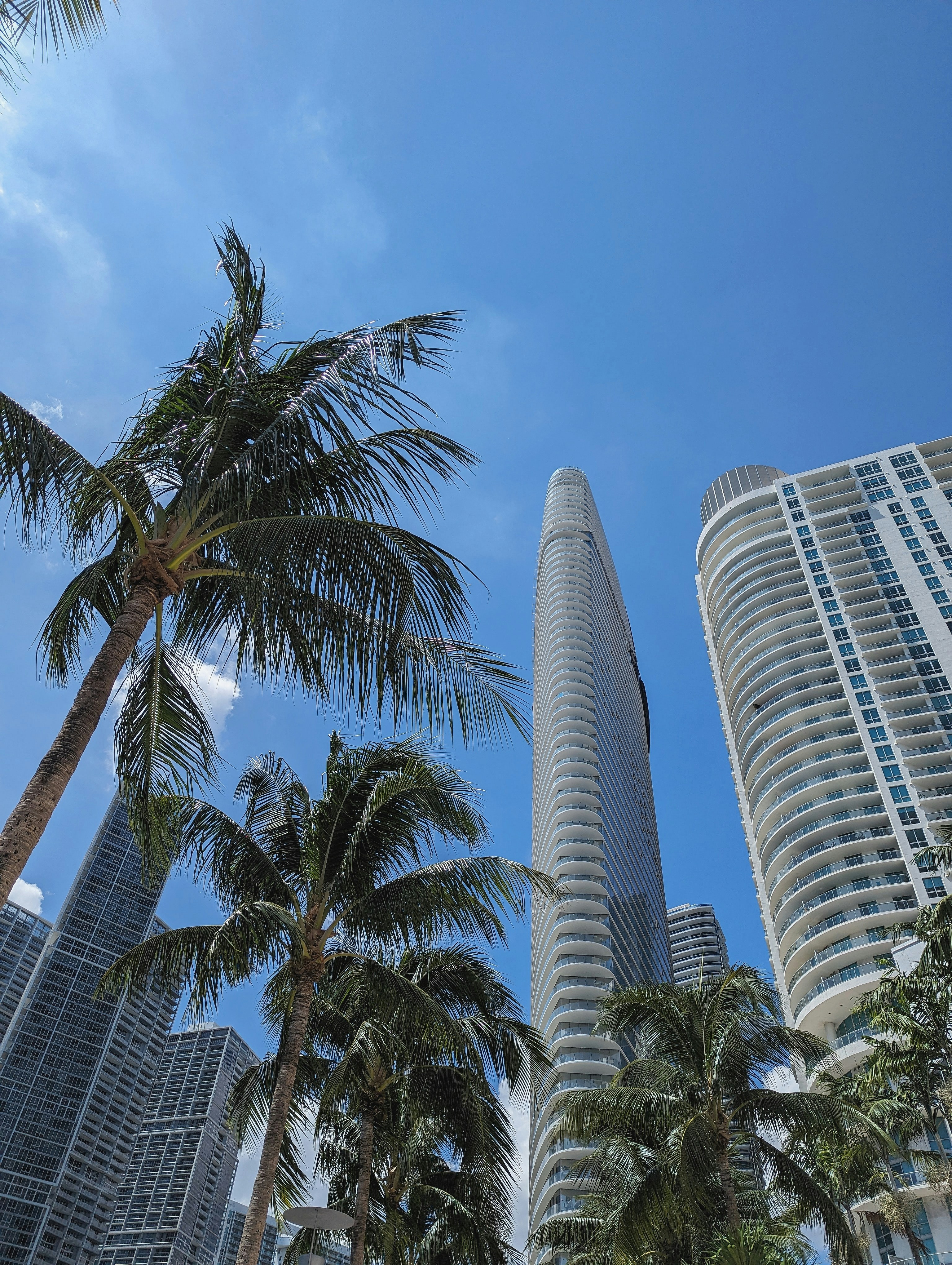 Palm trees in front of tall buildings in a city photo – Free Miami ...