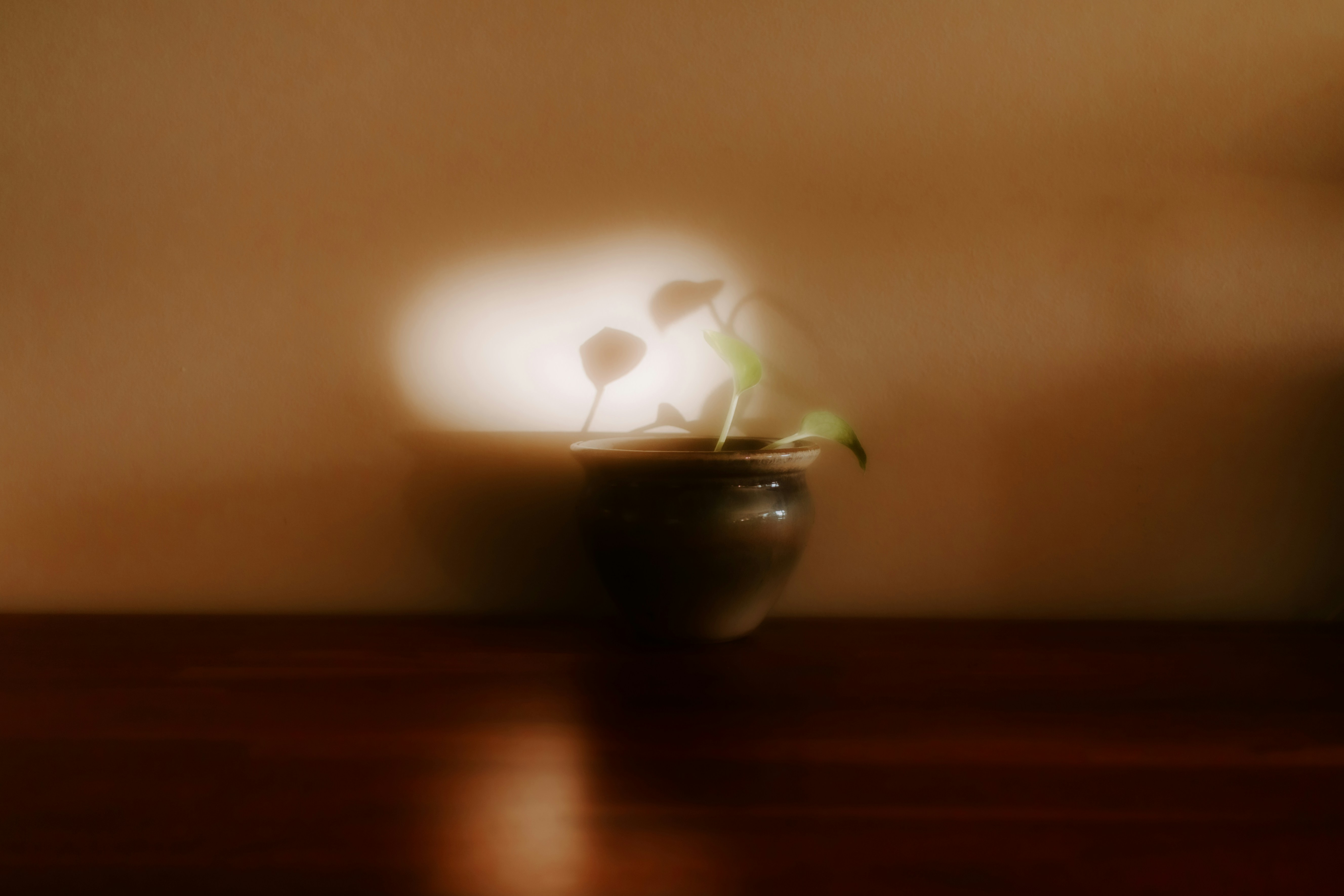 A blurry photo of a vase with flowers in it