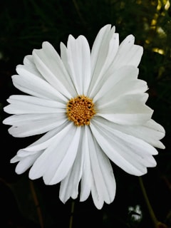 Garten by BEMBAY