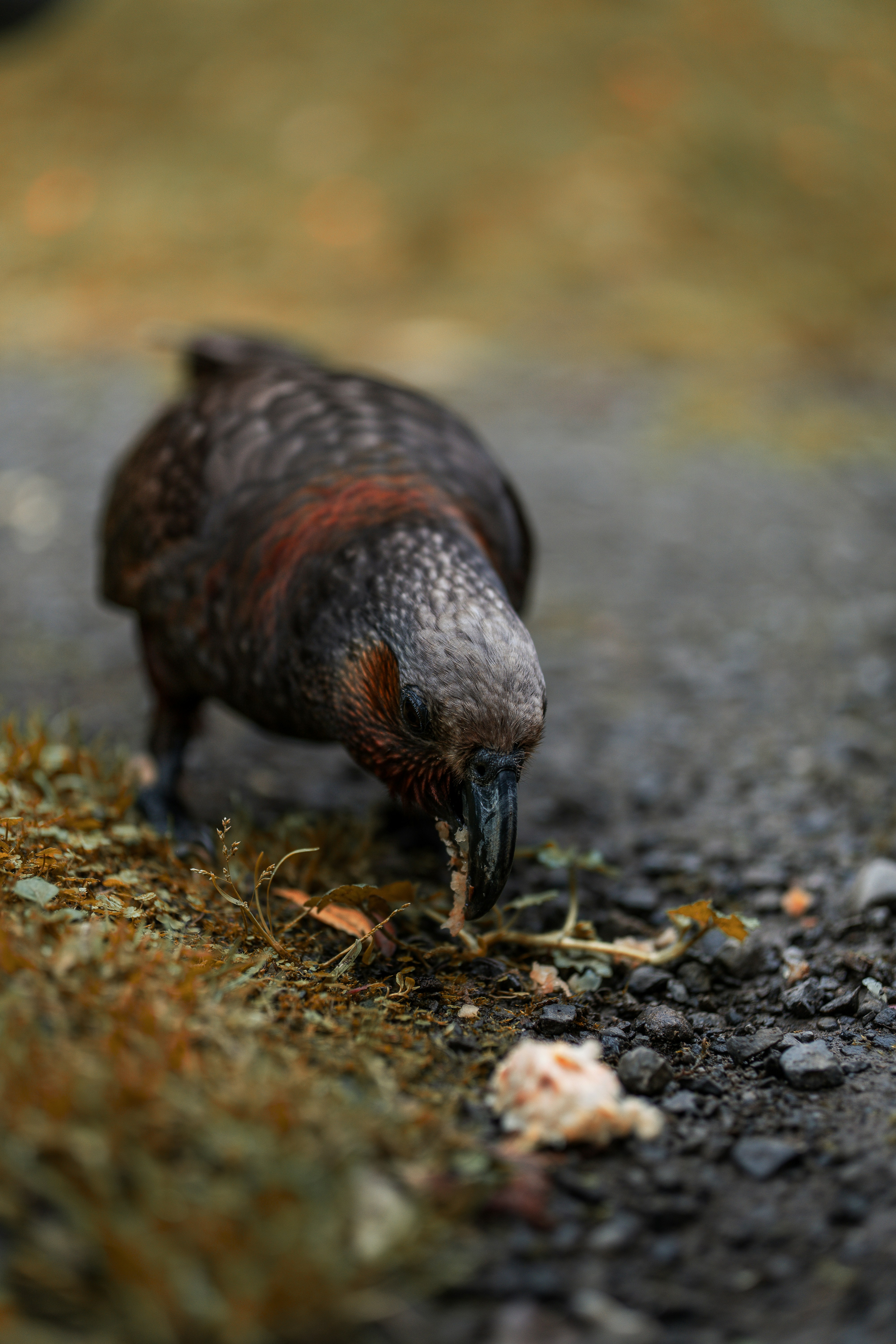 A small bird eating grass on the ground