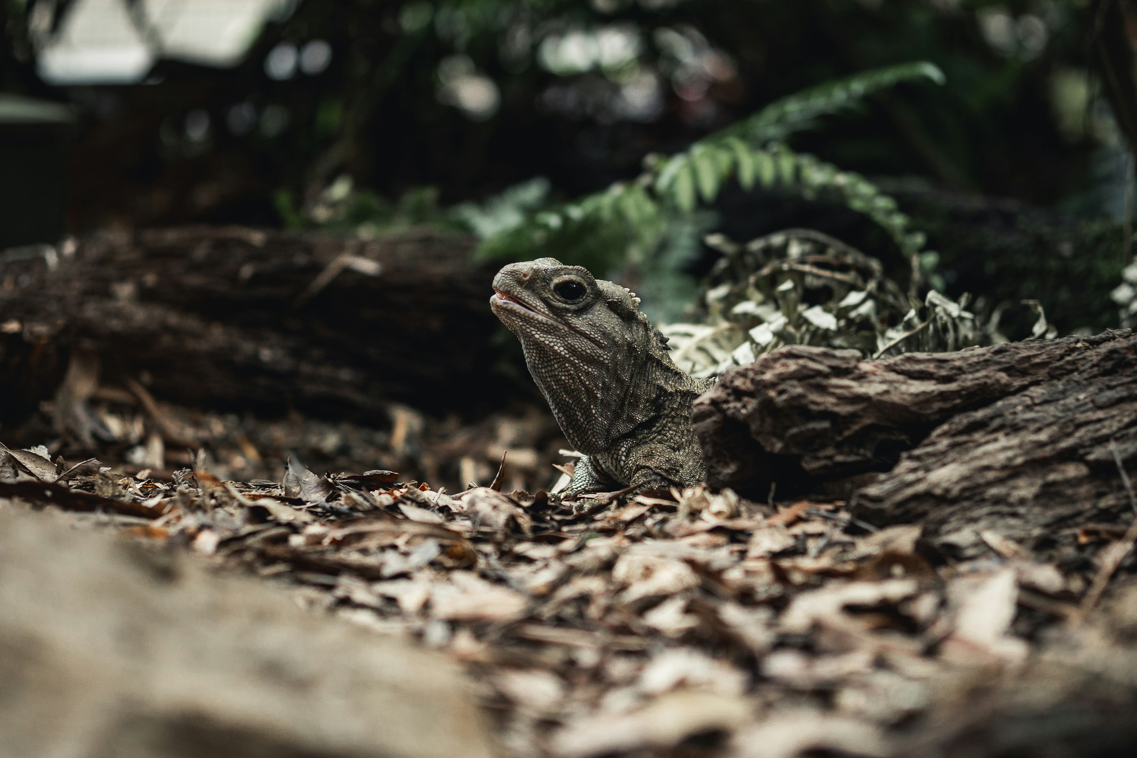 Slow and Steady: Growth and Lifespan (image credits: unsplash)
