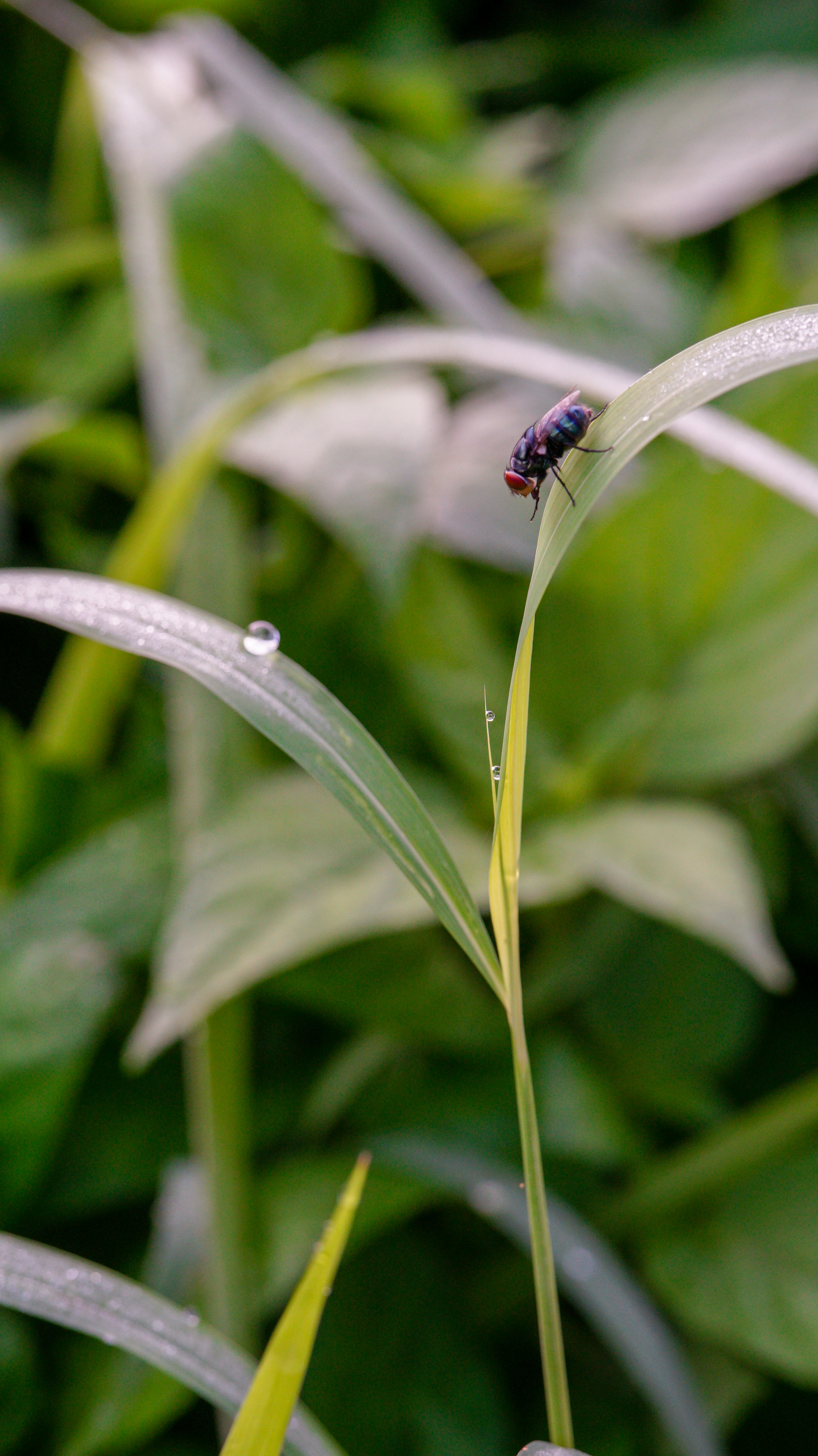 A bug sitting on top of a green plant photo – Free Surabaya Image on ...