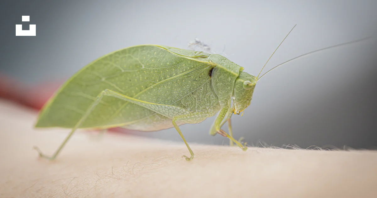 Shamir's Insect A close up of a green insect on a person's arm photo – Free Insecto ...