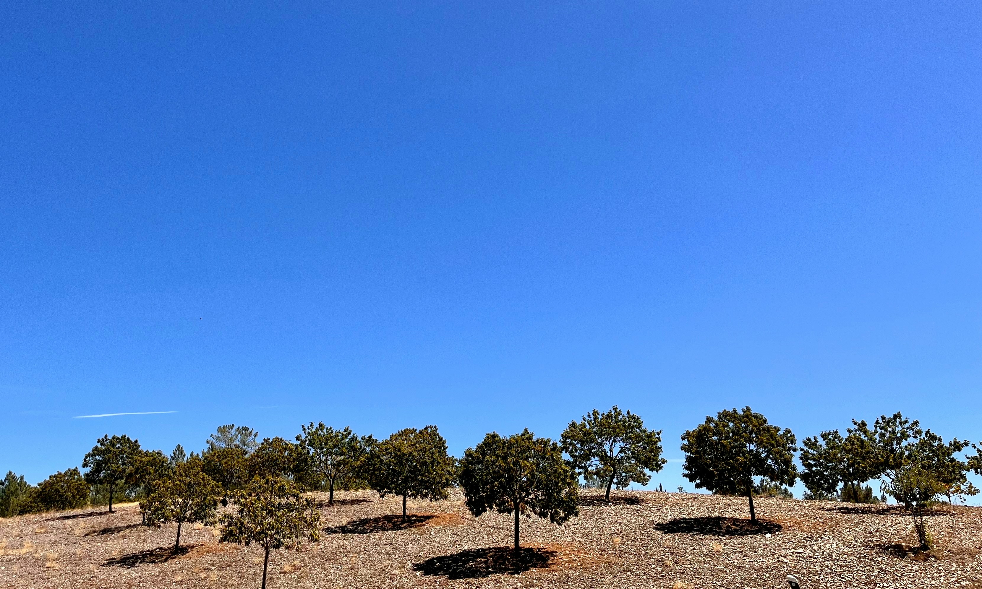 Photo by miguelcaria