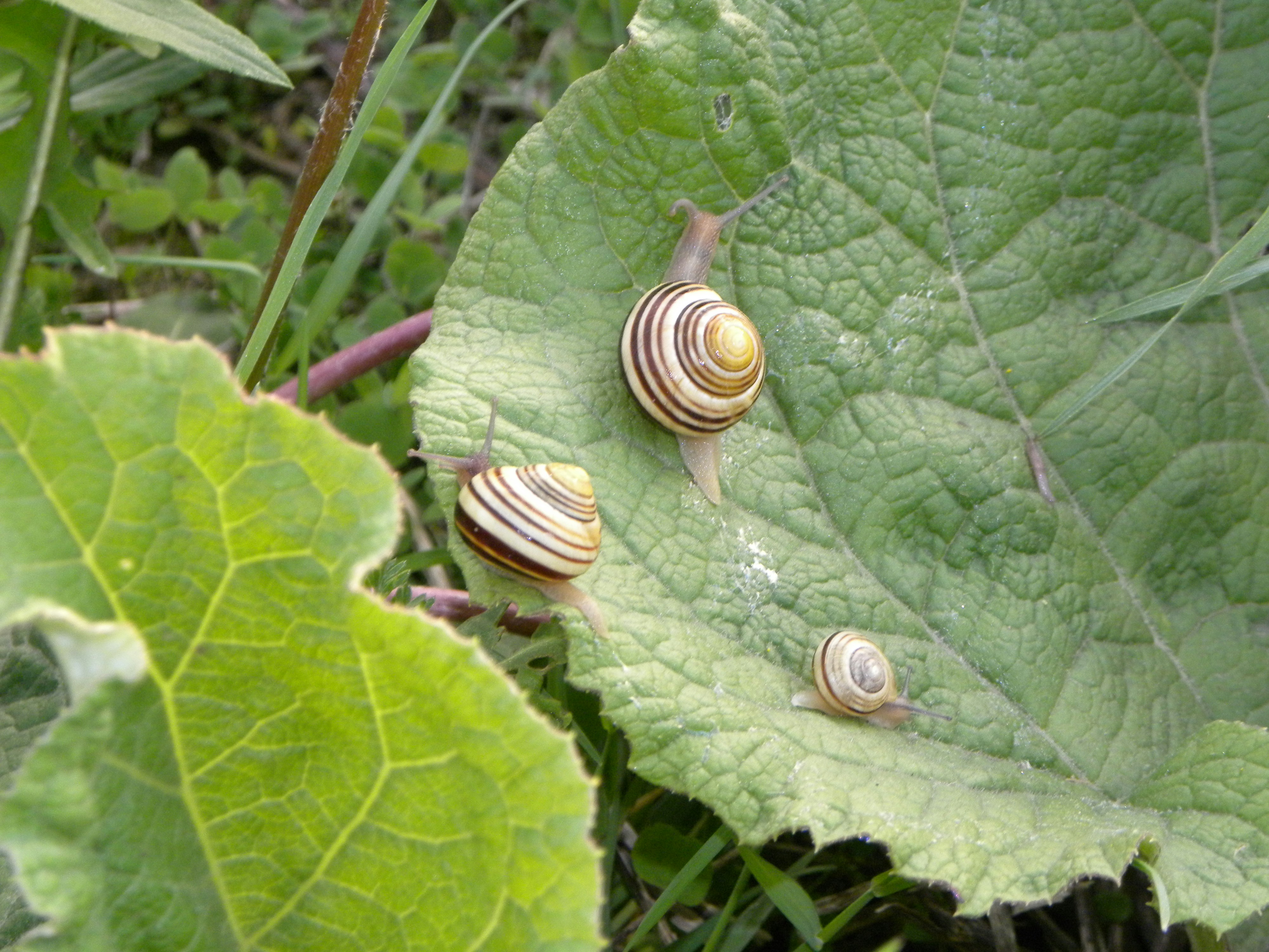 Atelier Héliciculture - 25 PPI formés à l'élevage d'escargots