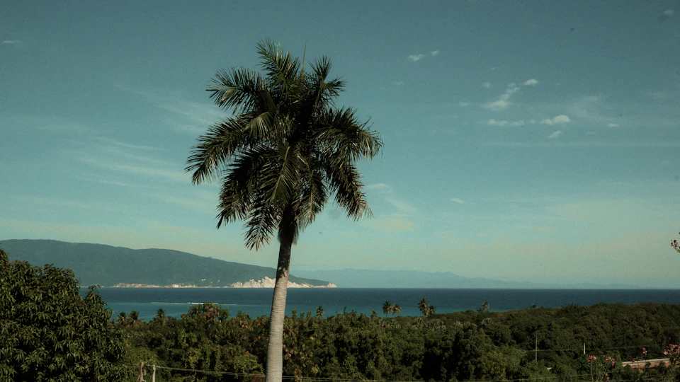 The image depicts a serene tropical landscape with a tall palm tree standing on a hill, overlooking a vast ocean and lush green mountains. The clear blue sky is dotted with fluffy white clouds, creating a picturesque backdrop for the scene. In the distance, there are buildings nestled among the trees, adding an urban touch to this natural setting.

The perspective of the image is from below, looking up at the palm tree and the ocean, giving a sense of being on top of the hill and overlooking the vast expanse of water. The colors in the image are vibrant, with the green of the trees contrasting beautifully against the blue sky and the clear waters of the ocean.