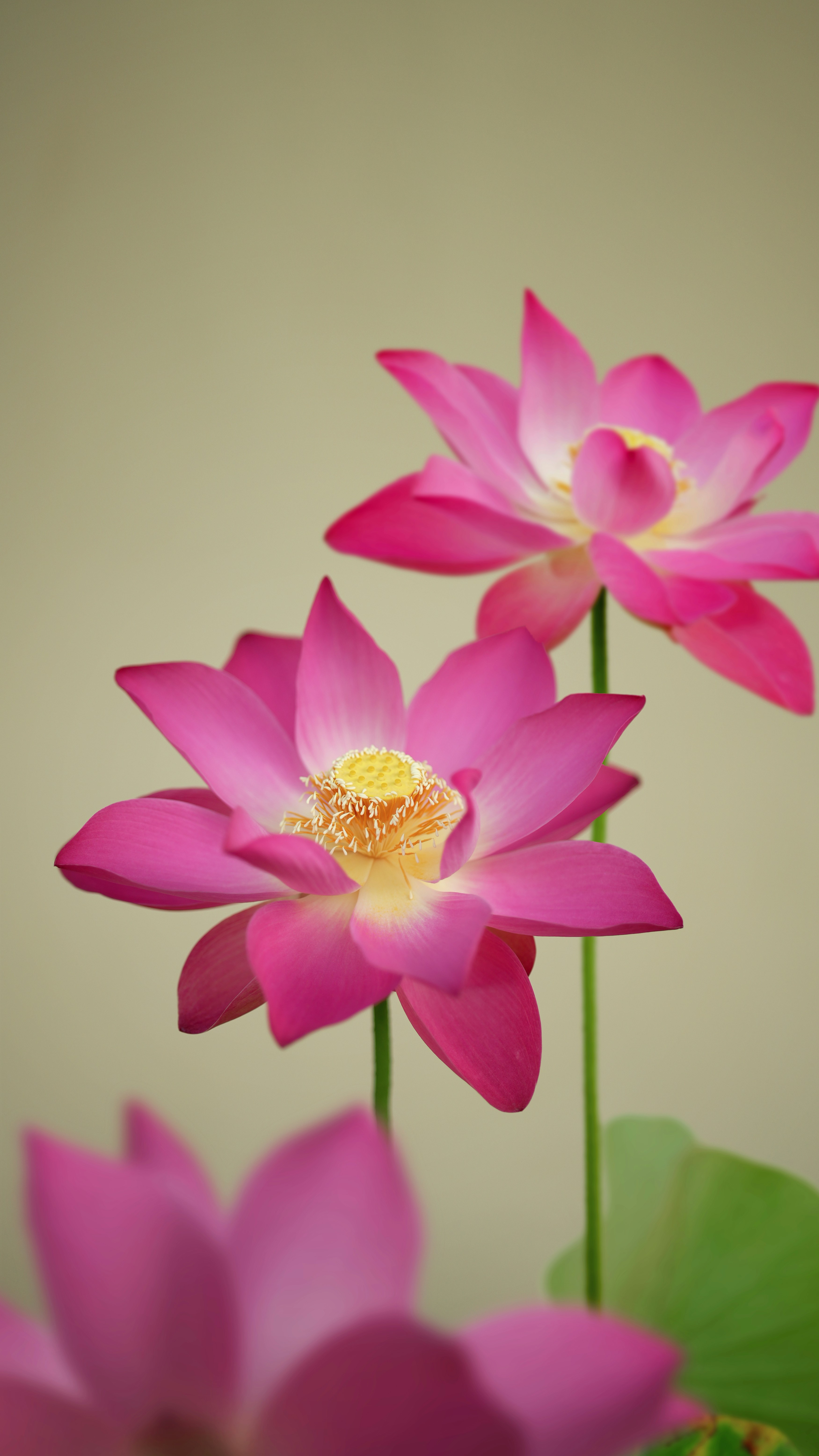 A couple of pink flowers sitting on top of a green plant