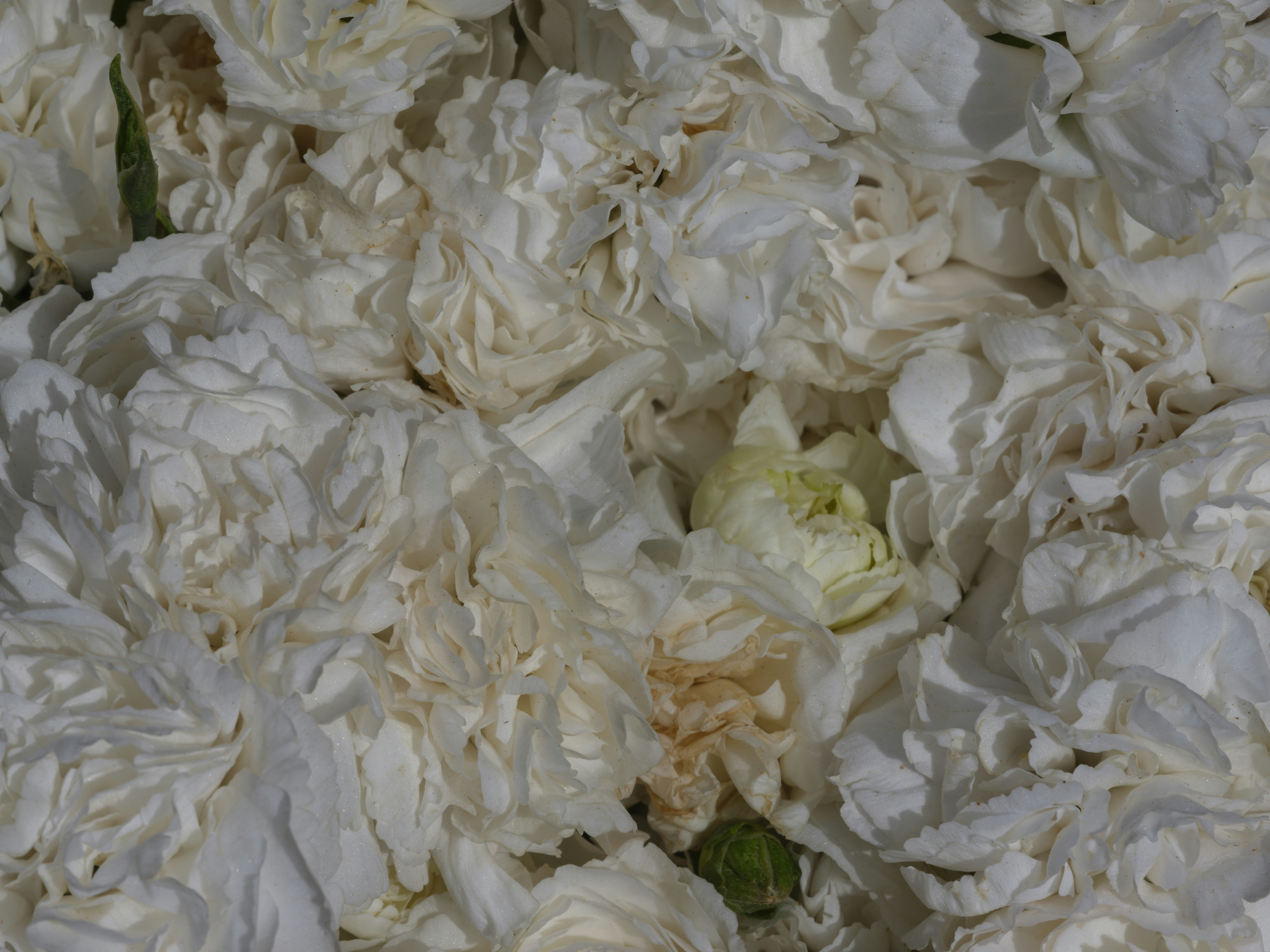 A bunch of white flowers that are in a vase
