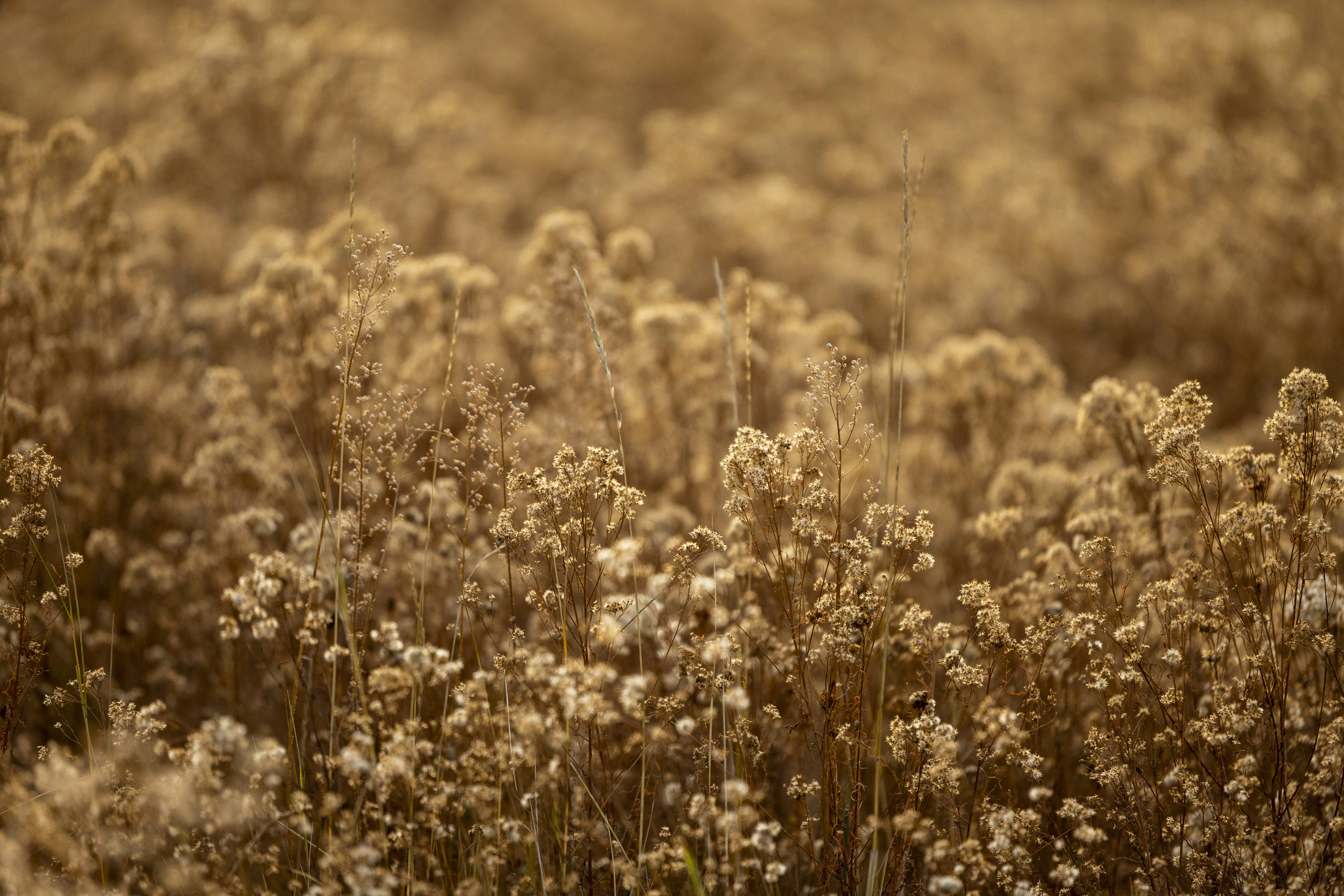 Photo by leo_visions_