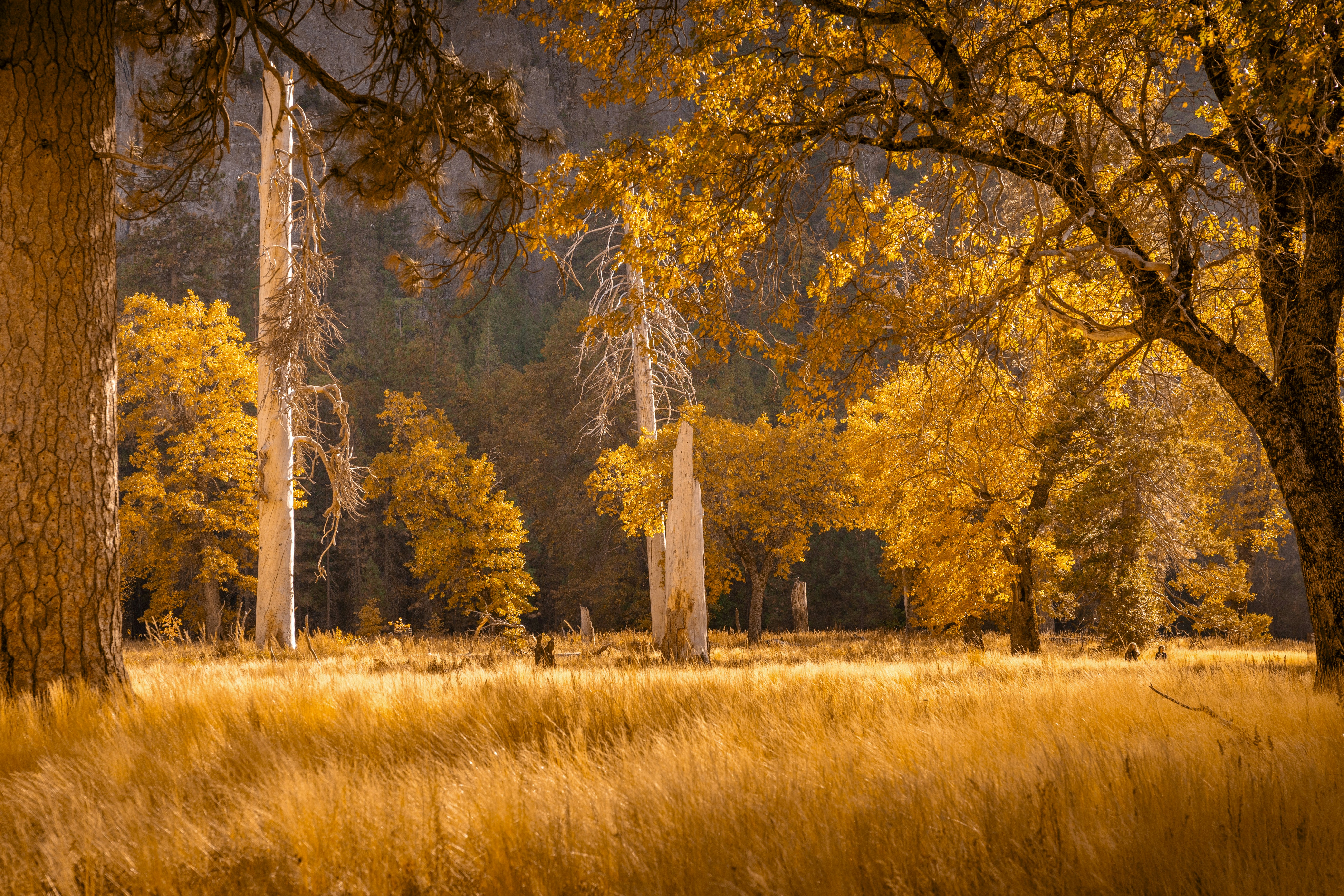 Photo by leo_visions_