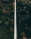 An aerial view of a road surrounded by trees